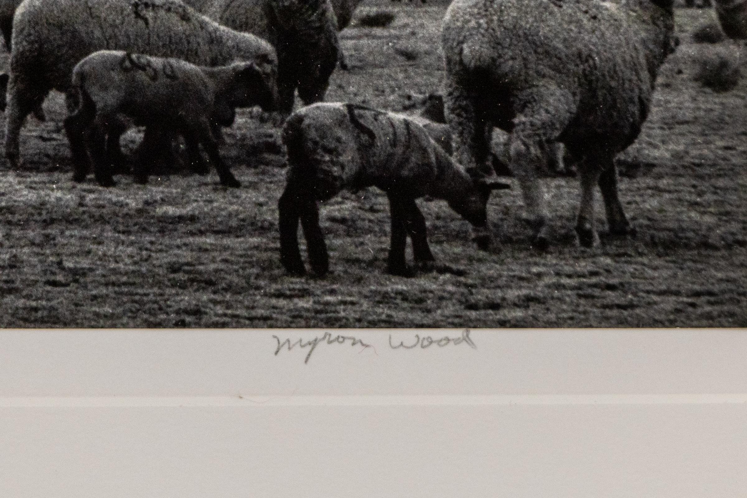 Moutons, tempête, South Park, Colorado ( moutons paissant sur un plaine du Colorado) - Noir Landscape Photograph par Myron Wood