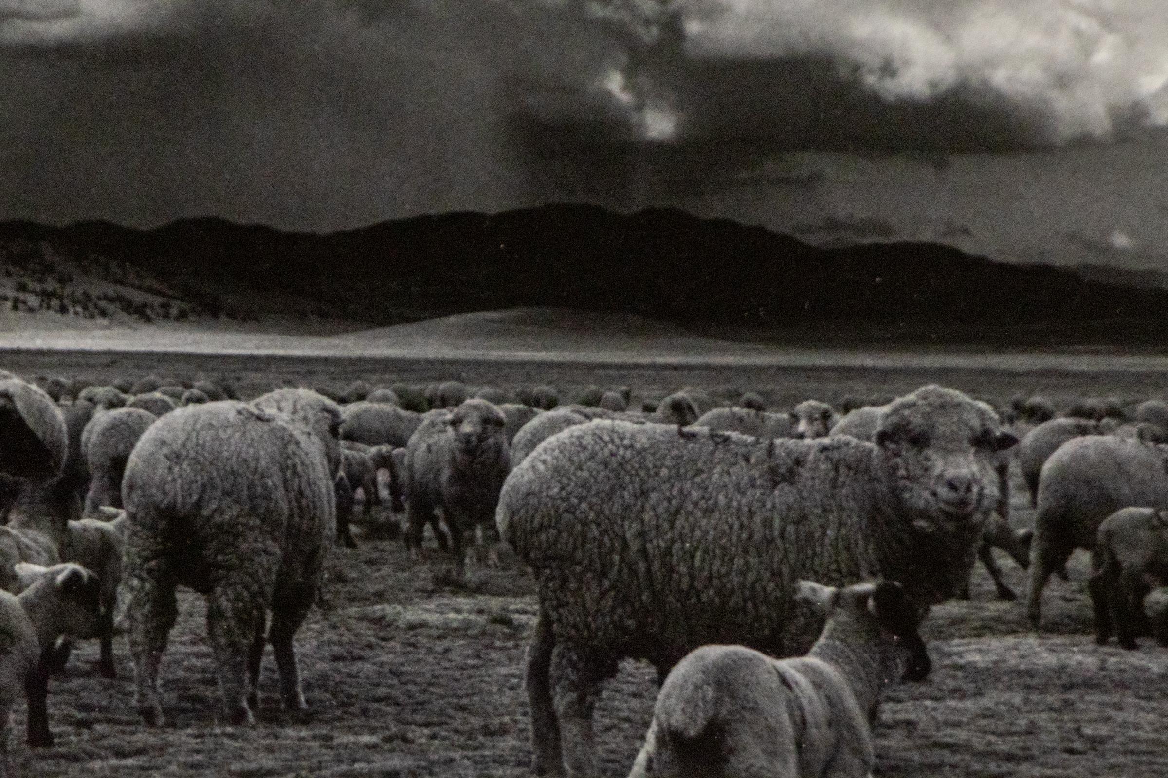Moutons, tempête, South Park, Colorado ( moutons paissant sur un plaine du Colorado) en vente 1