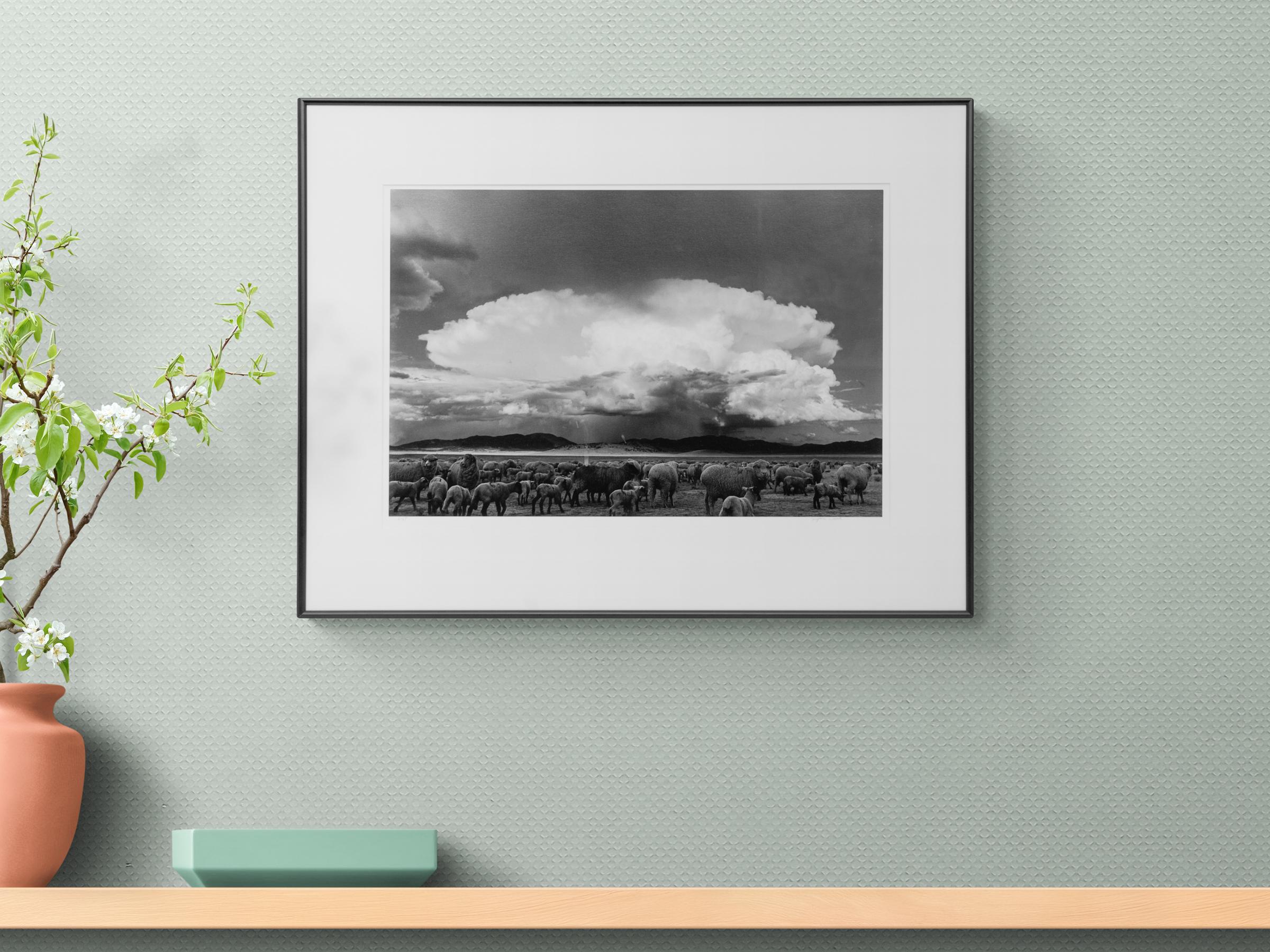Moutons, tempête, South Park, Colorado ( moutons paissant sur un plaine du Colorado) en vente 4