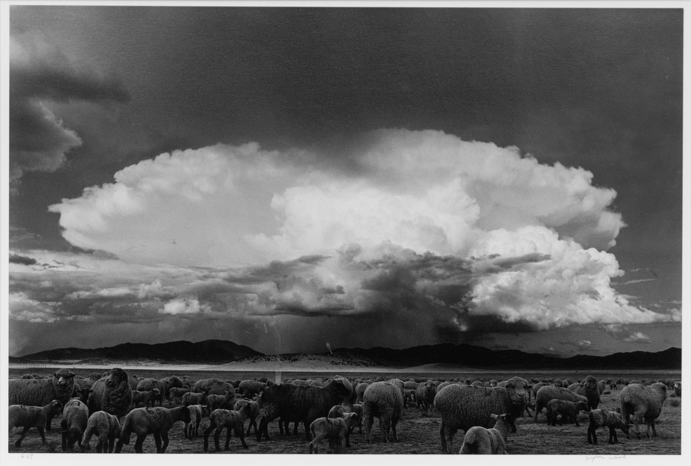 Moutons, tempête, South Park, Colorado ( moutons paissant sur un plaine du Colorado)