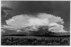 Schafe, Sturm, South Park, Colorado (Schaf auf einem Felsbrocken in Colorado Ebene)