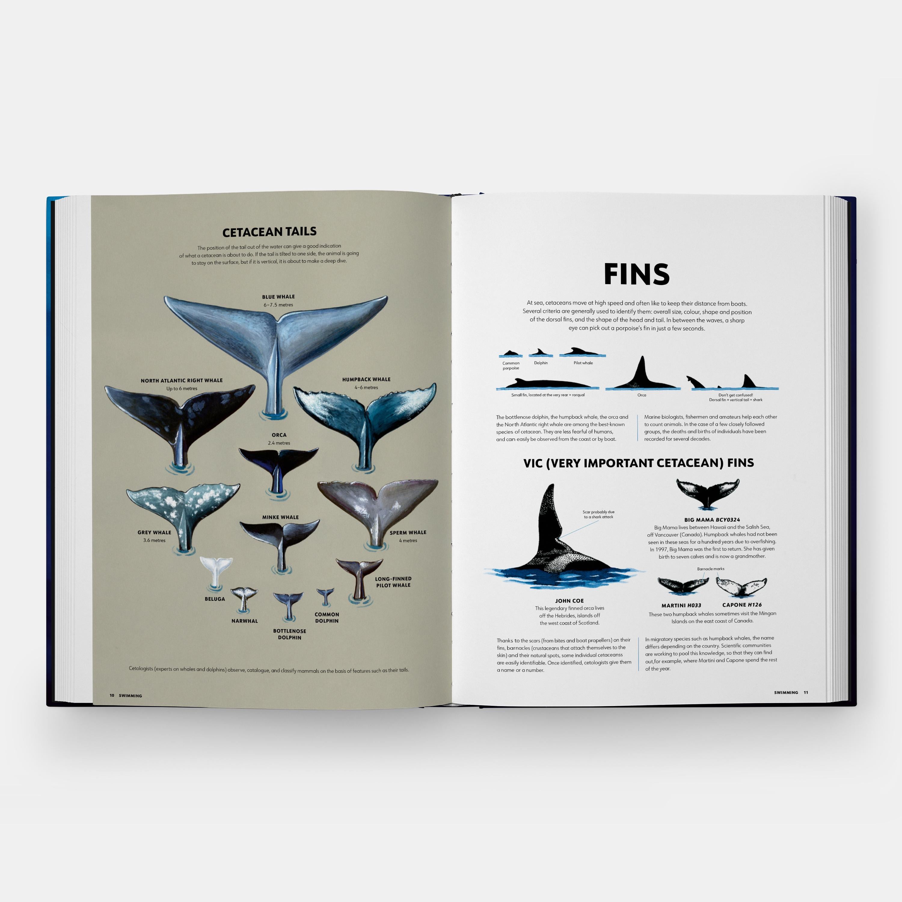 Los misterios de los mamíferos marinos Guía ilustrada de ballenas, delfines y marsopas en venta 2
