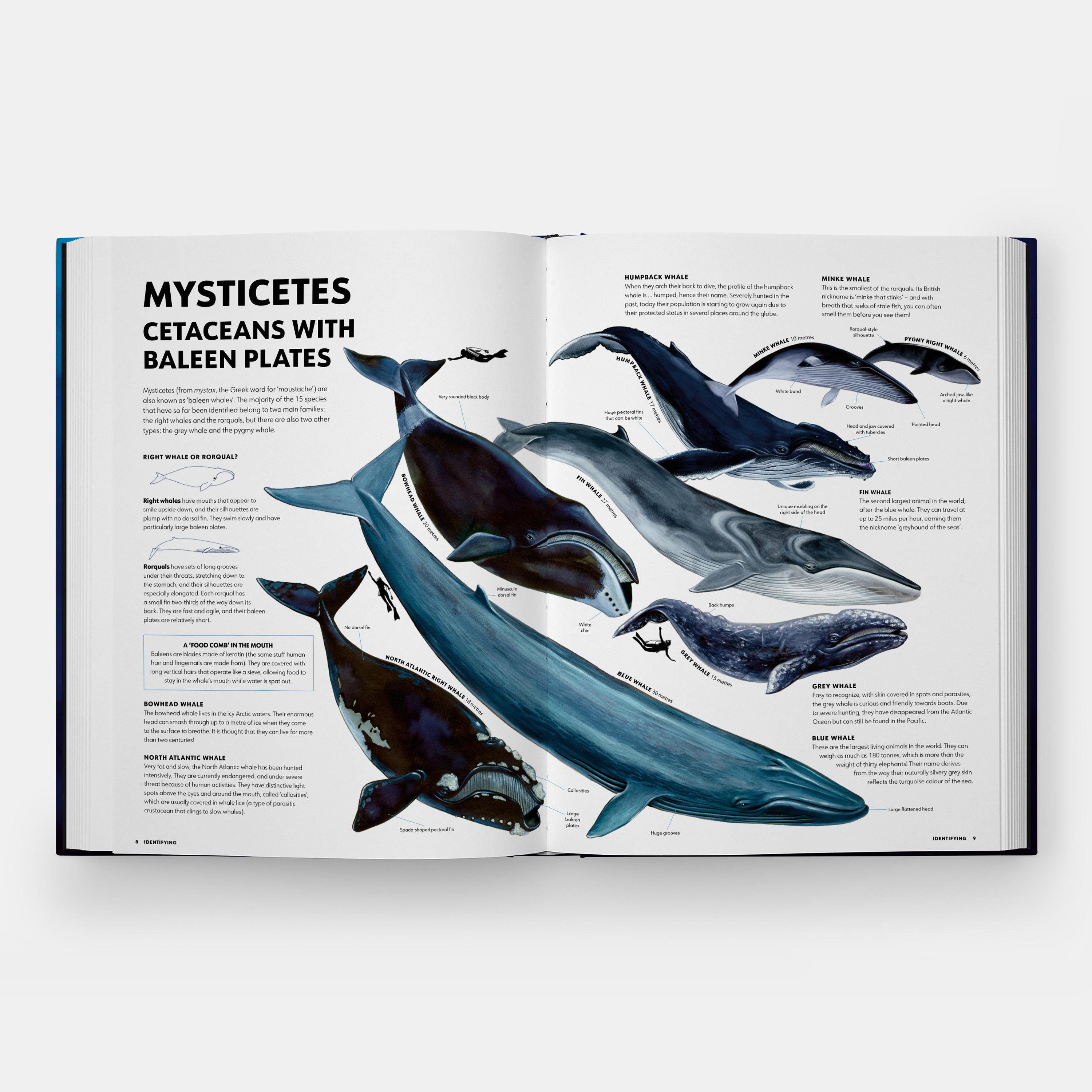 Los misterios de los mamíferos marinos Guía ilustrada de ballenas, delfines y marsopas en venta 3