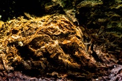 "Mythische Bestie", Limitierte Auflage, Abstrakte Fotografie von Marko Milić