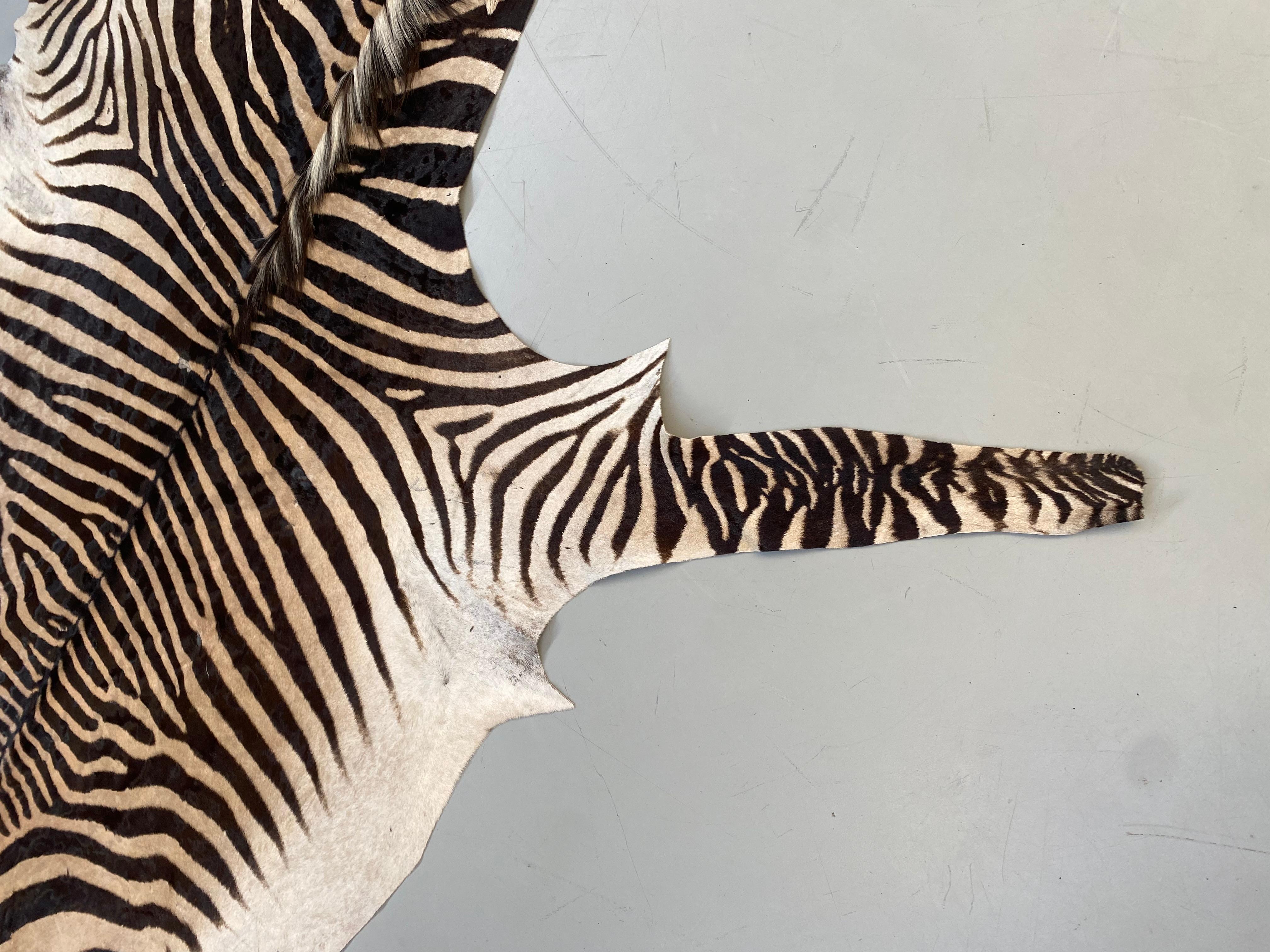 Namibian Certficated Hartmann's Mountain Zebra Rug, Grade B, 2022.   4