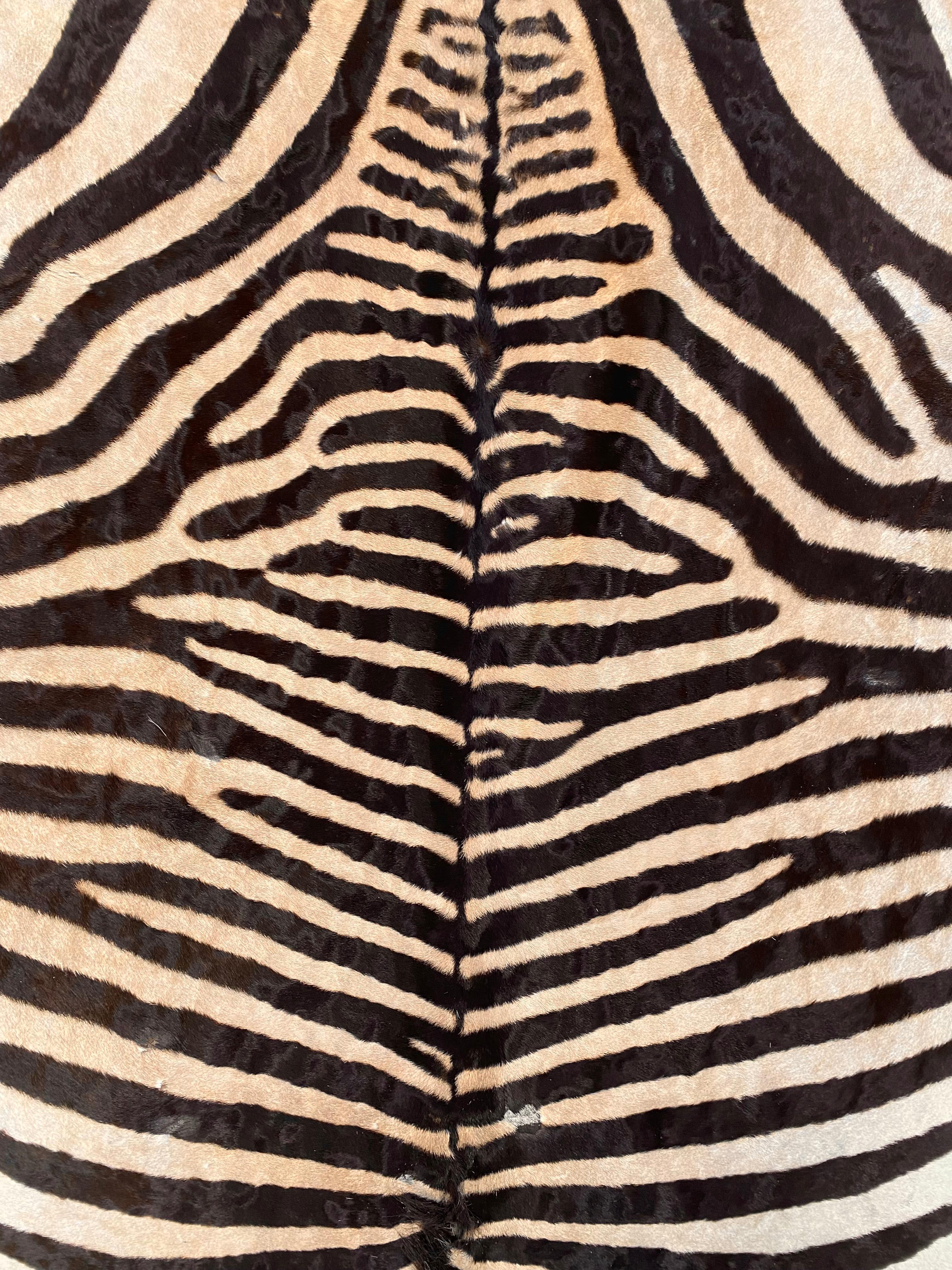 We offer a genuine Hartmann's mountain zebra skin. (Equus zebra hartmannae).
Cites import certificate #DK-2022-0003890-01. This rug is in great condition, Grade B. The Hartmnann's mountain zebra is a subspecies of the mountain zebra found in far