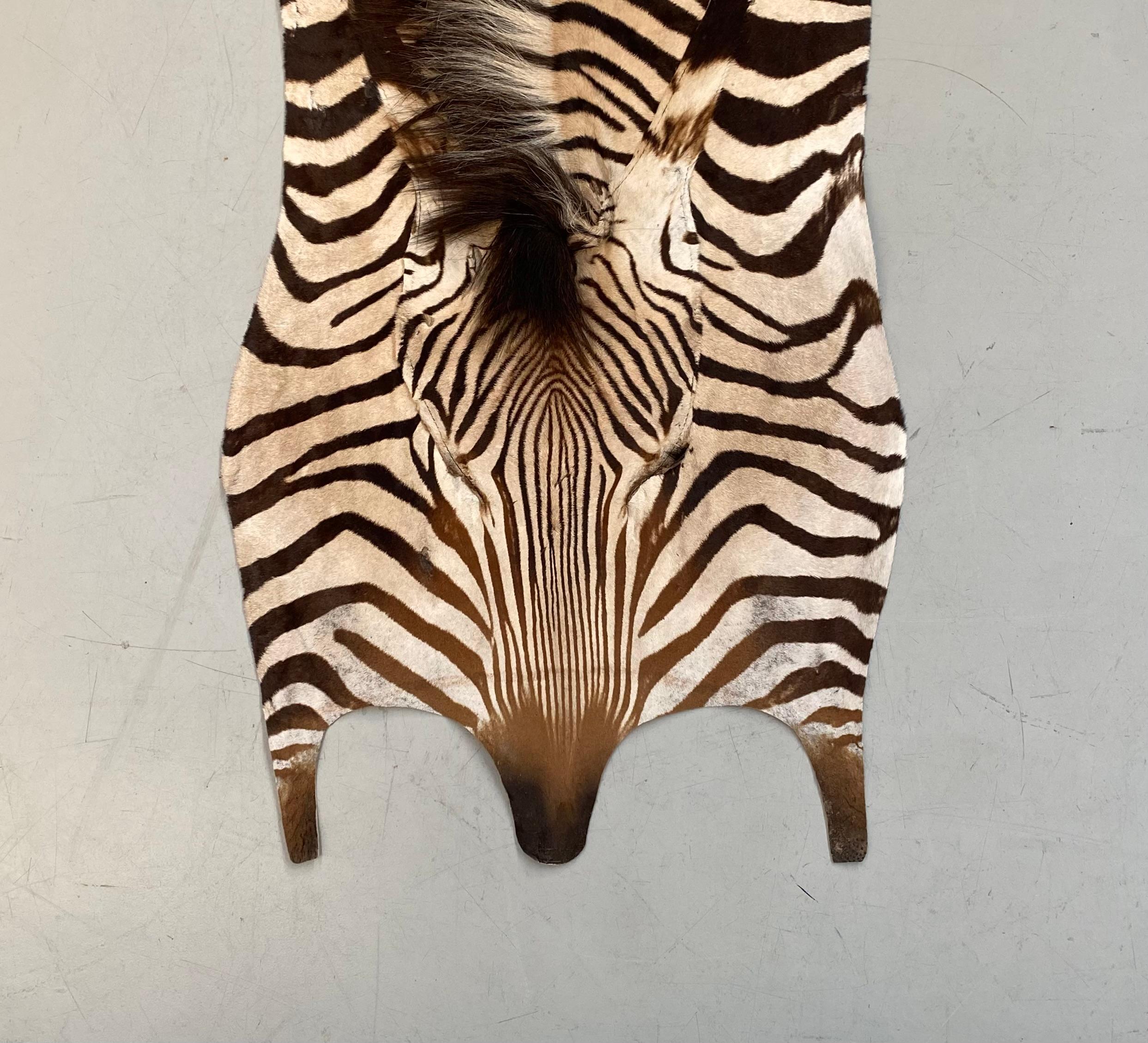 Hollywood Regency Namibian Certficated Hartmann's Mountain Zebra Rug, Grade B, 2022.  