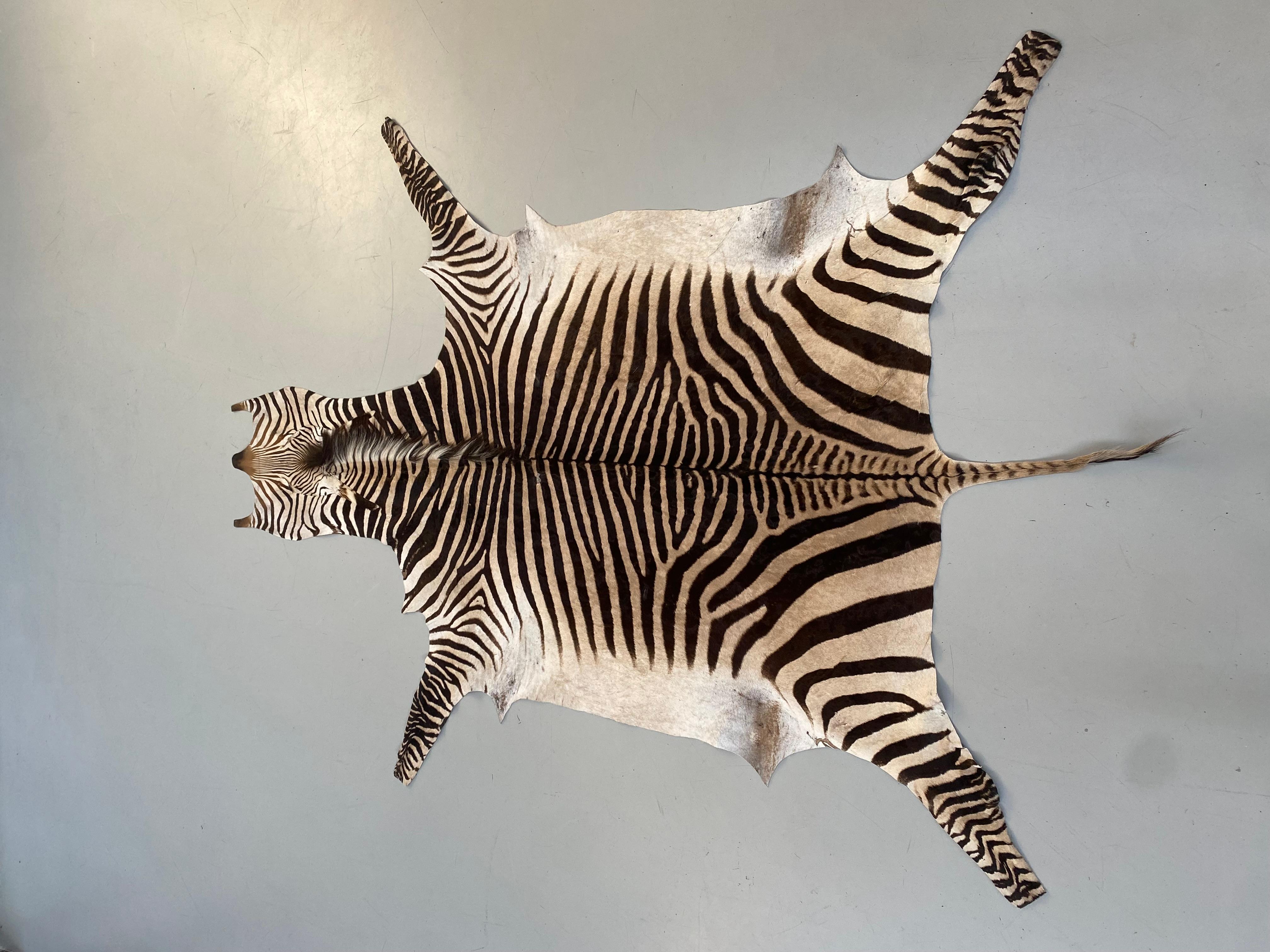 Namibian Certficated Hartmann's Mountain Zebra Rug, Grade B, 2022.   In Good Condition In Eindhoven, Noord Brabant