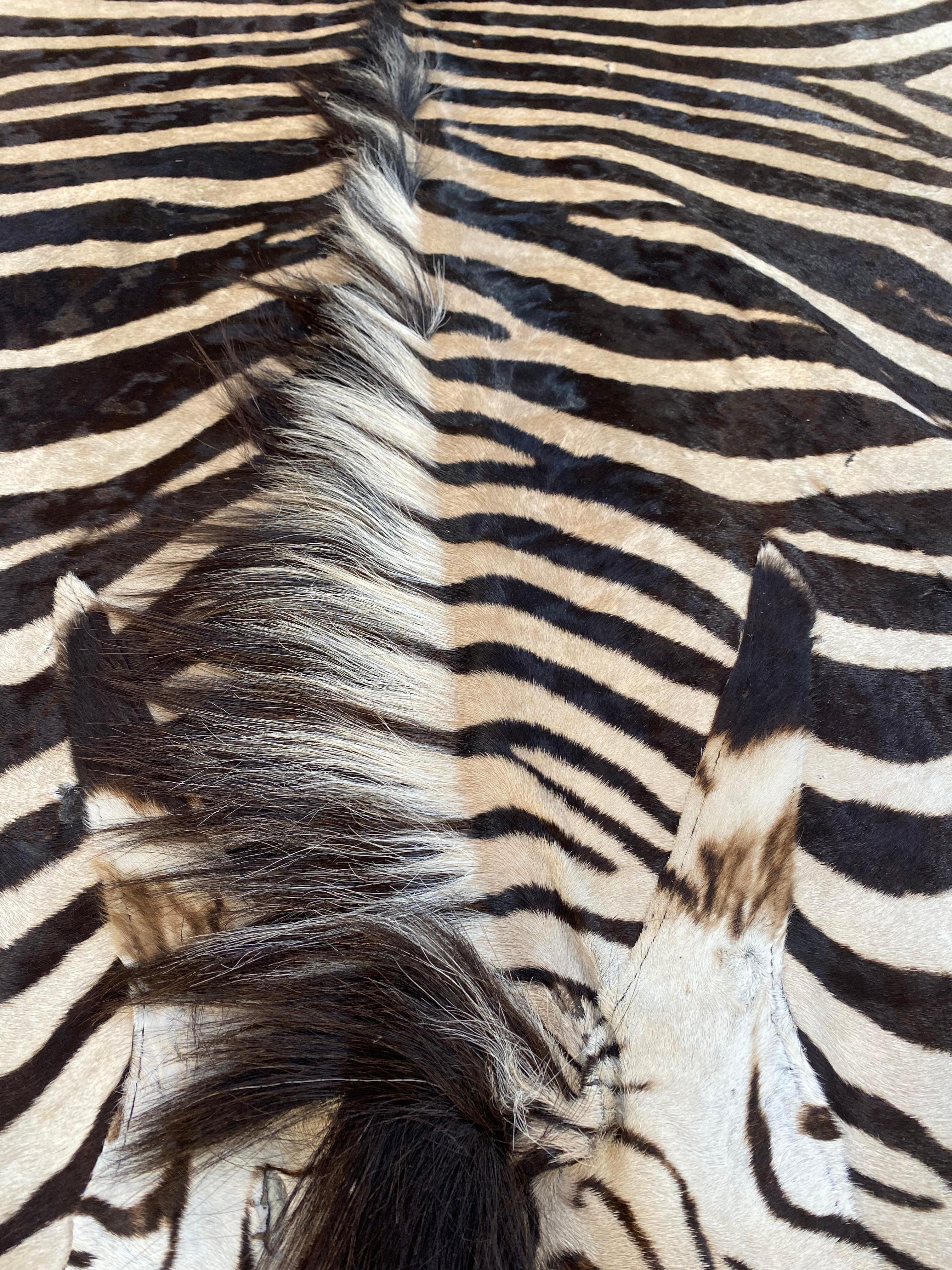 Animal Skin Namibian Certficated Hartmann's Mountain Zebra Rug, Grade B, 2022.  