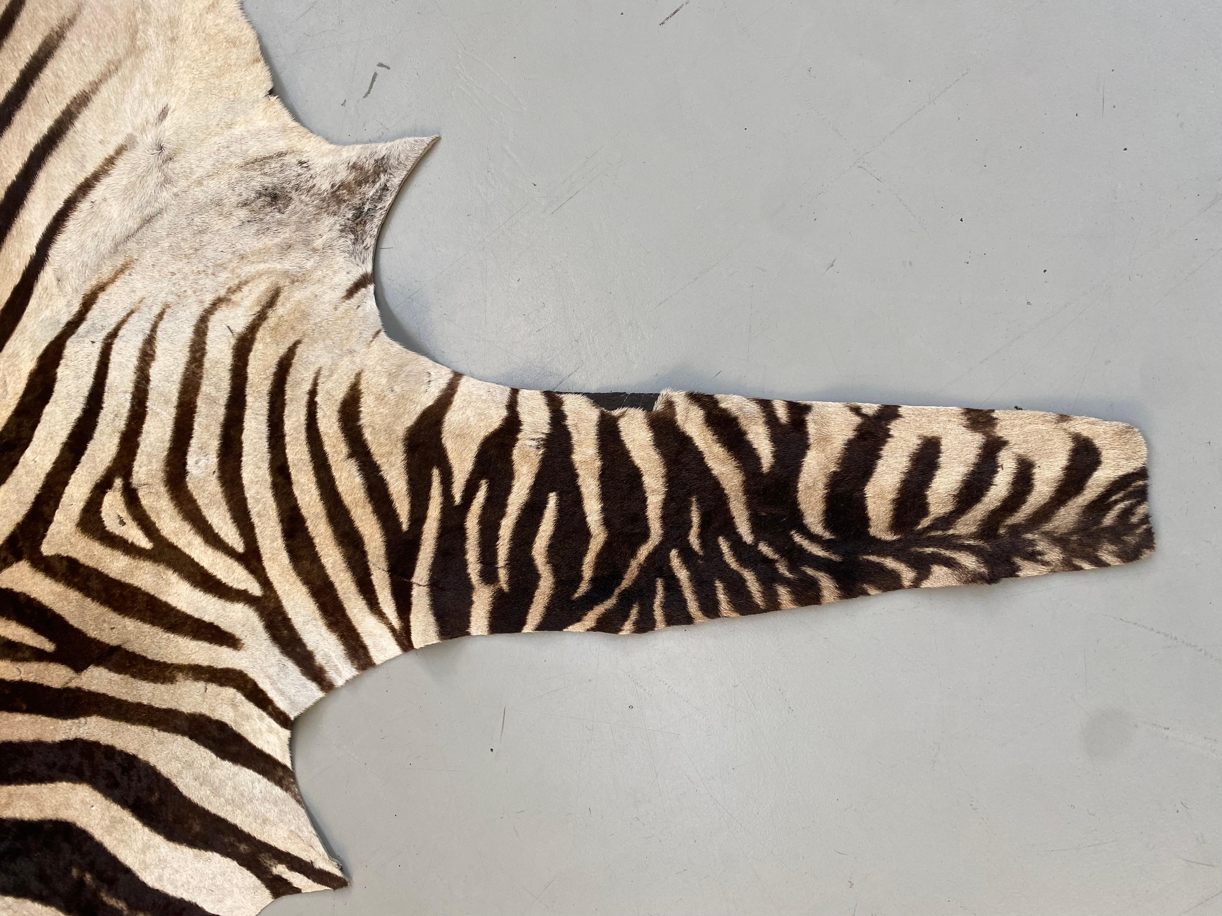 Namibian Certficated Hartmann's Mountain Zebra Rug, Grade B, 2022.   1