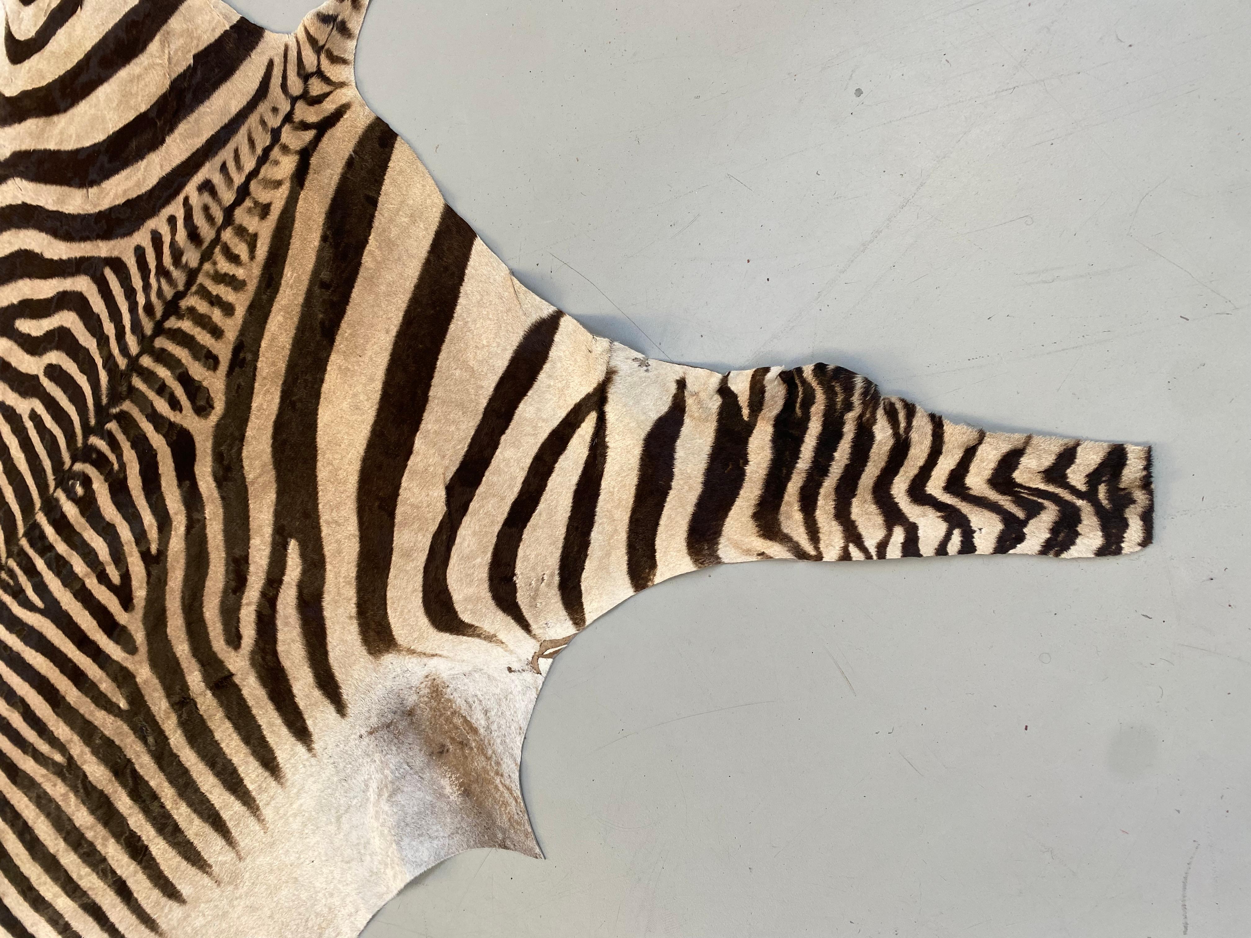 Namibian Certficated Hartmann's Mountain Zebra Rug, Grade B, 2022.   2