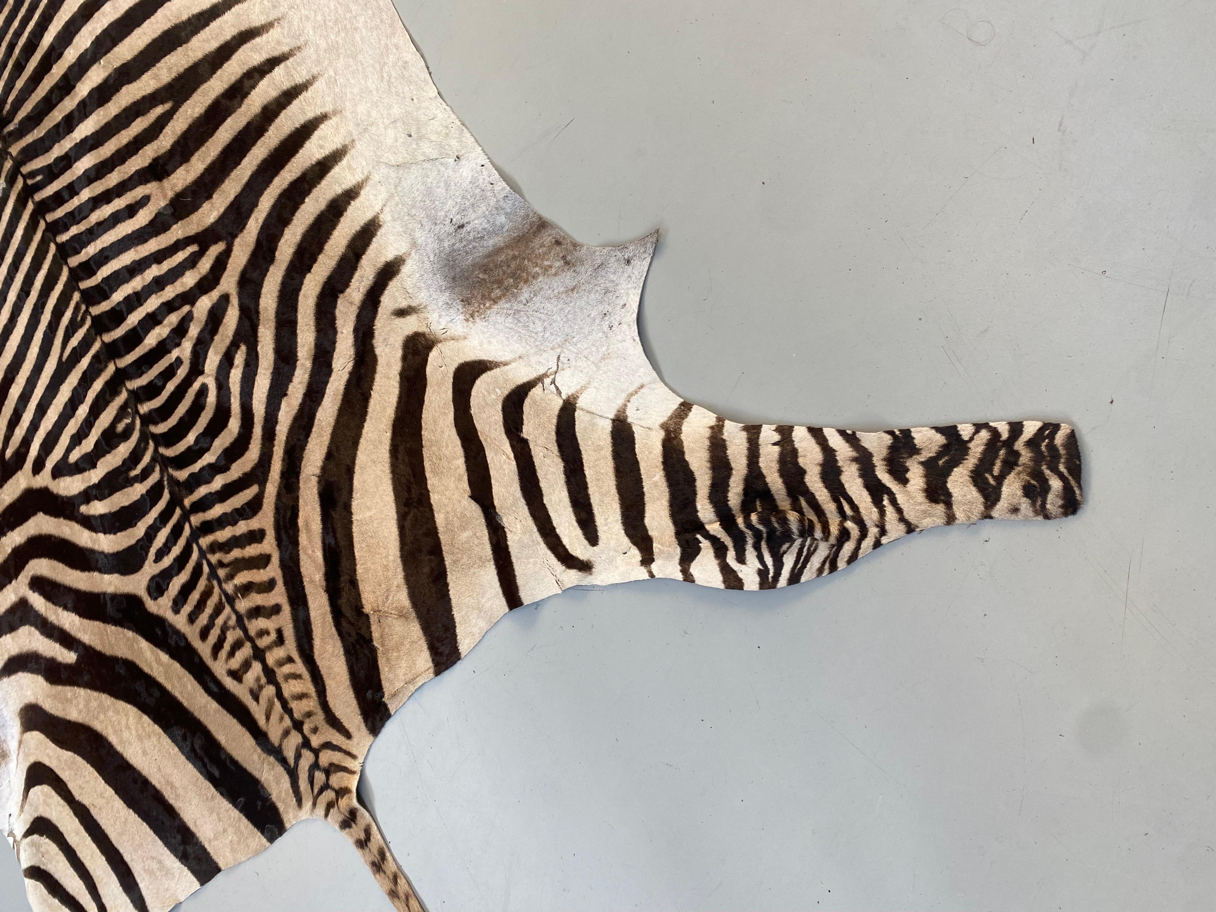 Namibian Certficated Hartmann's Mountain Zebra Rug, Grade B, 2022.   3