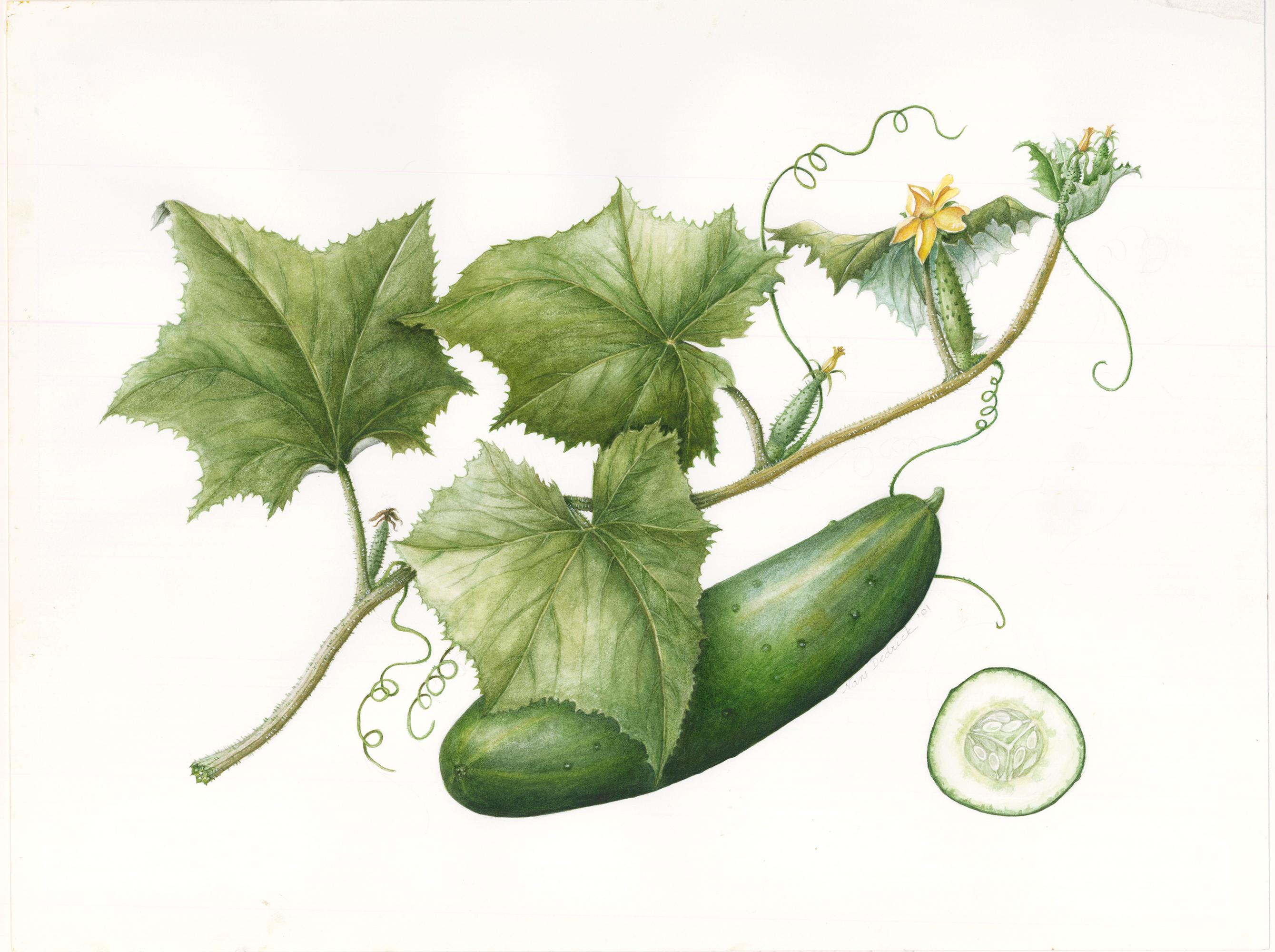Cucumber Watercolor - Painting by Nan Dedrick