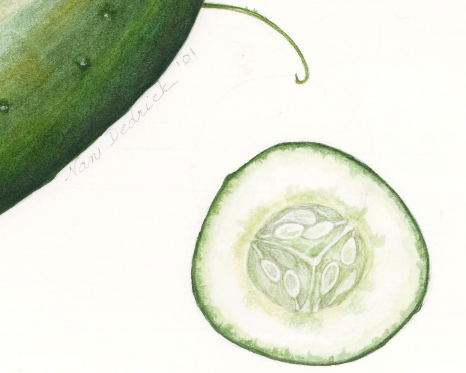 cucumber painting
