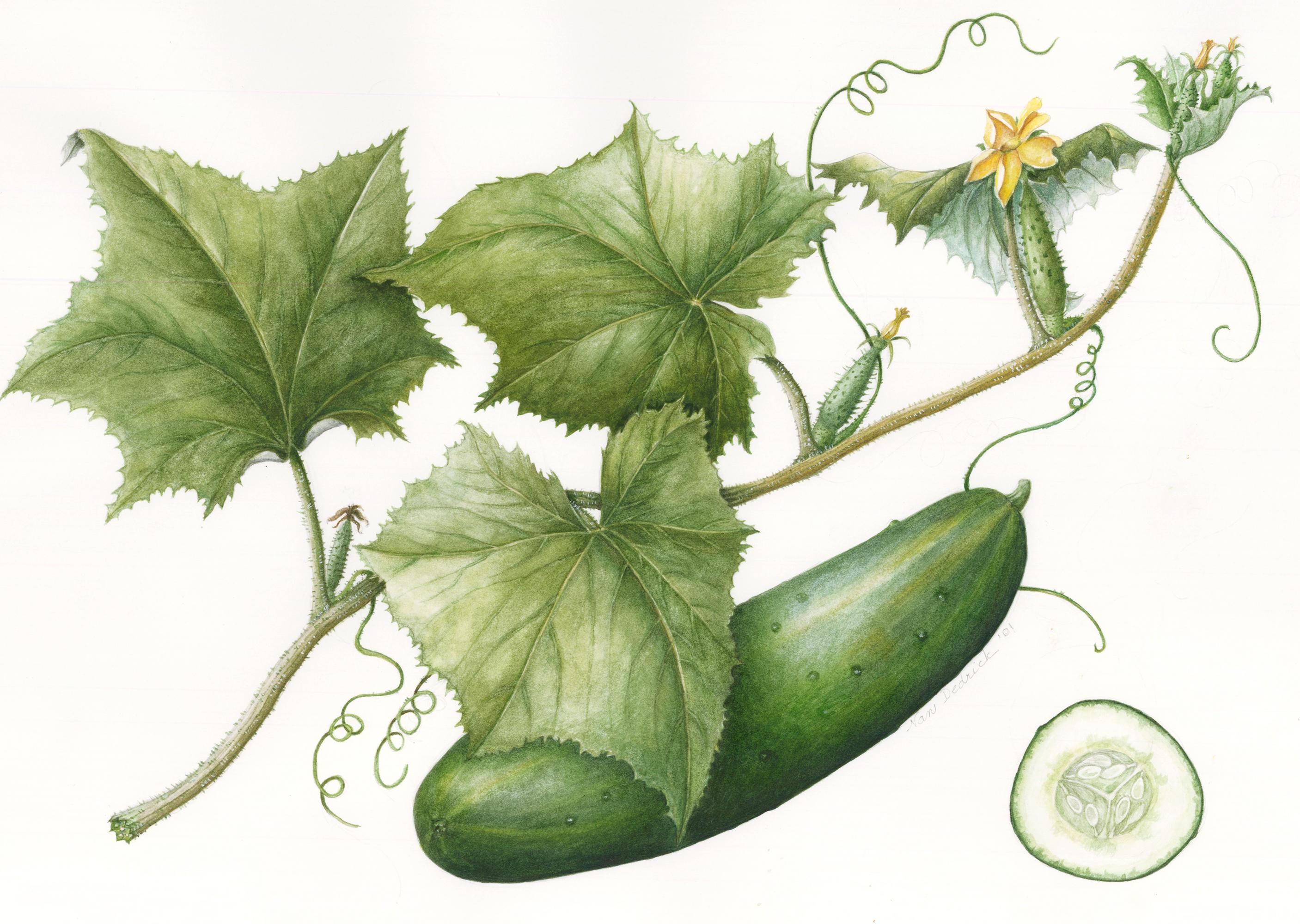 Nan Dedrick Still-Life Painting - Cucumber Watercolor
