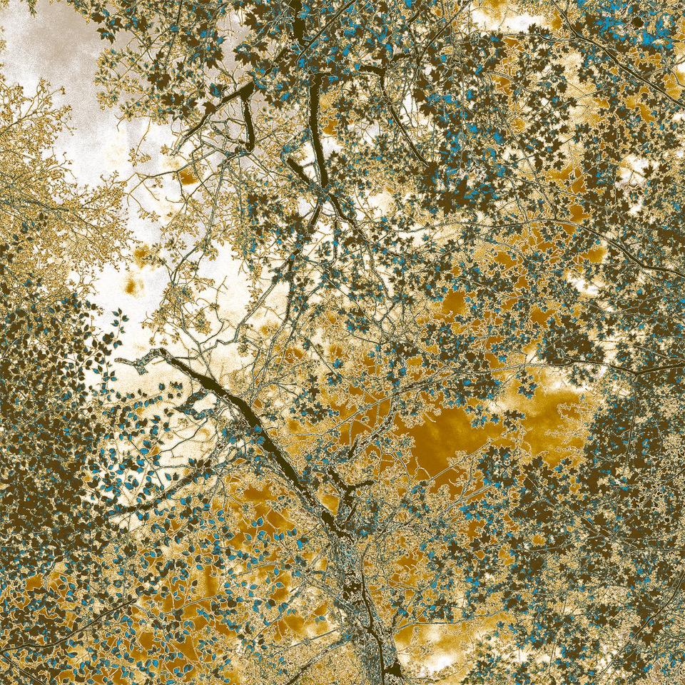 Color Photograph Nancy C. Woodward - Alberts Square, photographie en édition limitée, aluminium, arbres, Mère Nature