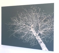 Anne's Heart, Fotografia in edizione limitata, Plexifacemount, Alberi, Blu