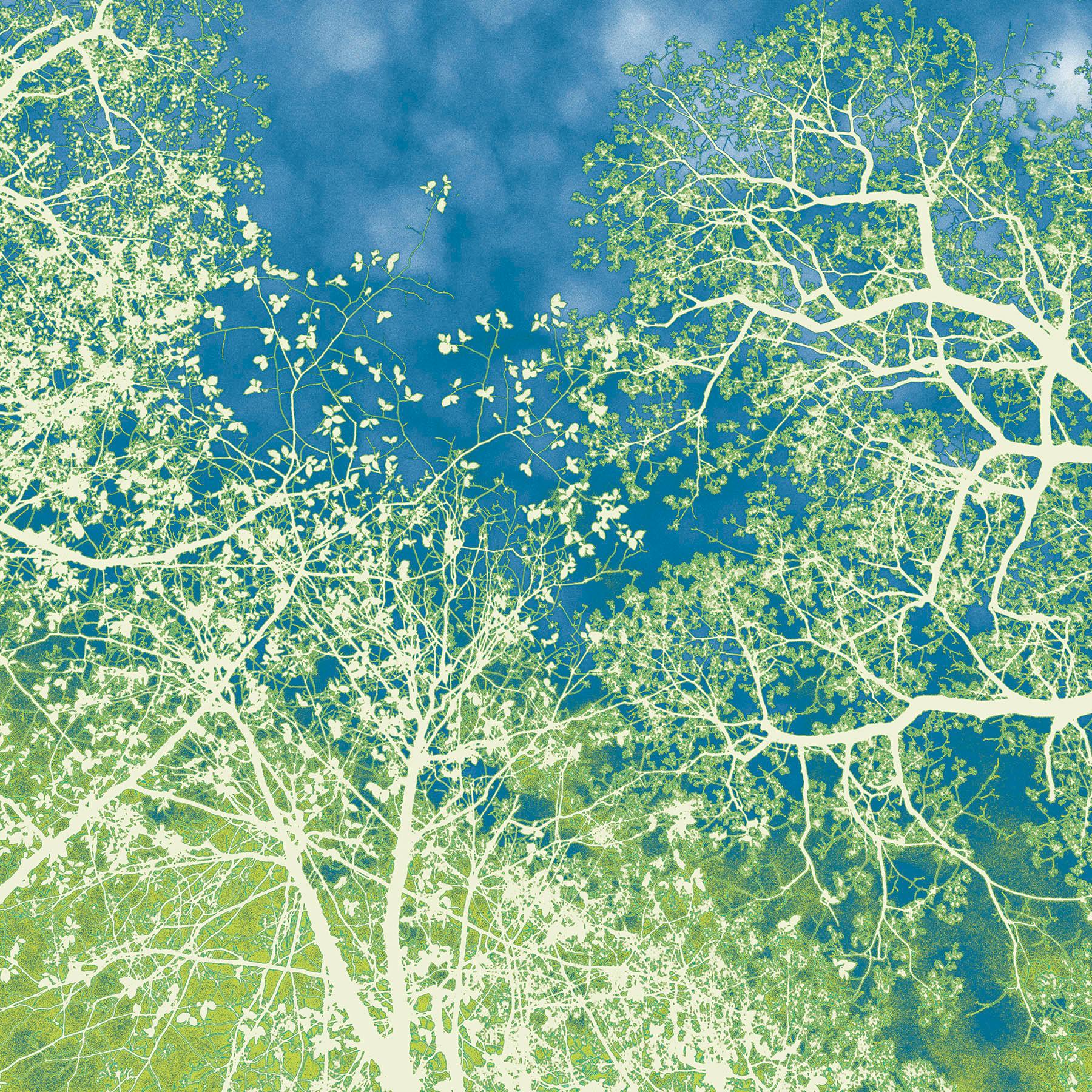 Nancy C. Woodward Landscape Photograph - First of May, Limited Edition Photograph, Plexifacemount, Trees, Blue, Green