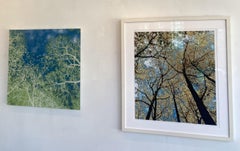 Gathering, Limited Edition Photograph, Framed, Trees, Blue, Green, uplifting
