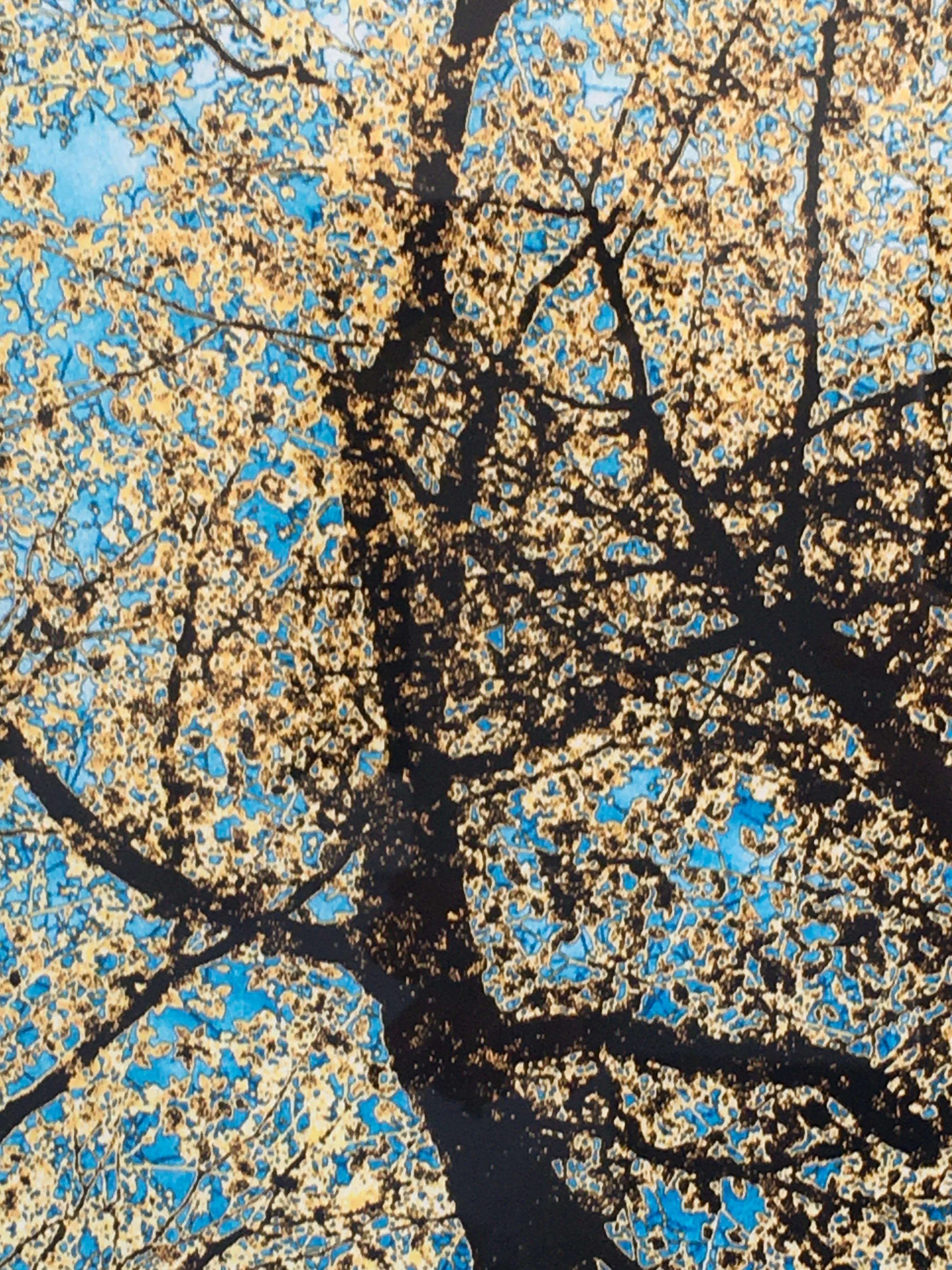 Reunión es una fotografía de edición limitada de Nancy C. Woodward.  Se trata de una fotografía de edición limitada impresa en papel de archivo de 24x20 y enmarcada con un marco blanco de 31x27.  Es optimista y está llena de colores azules y verdes.