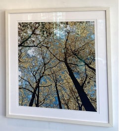 Gathering, Limited Edition Photograph, Framed, Trees, Blue, Green, uplifting