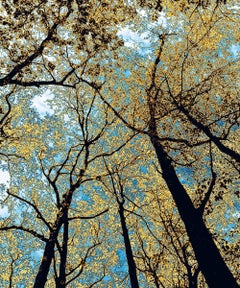 Reunión, Fotografía de edición limitada, Plexifacemount, Árboles, Azul, Verde