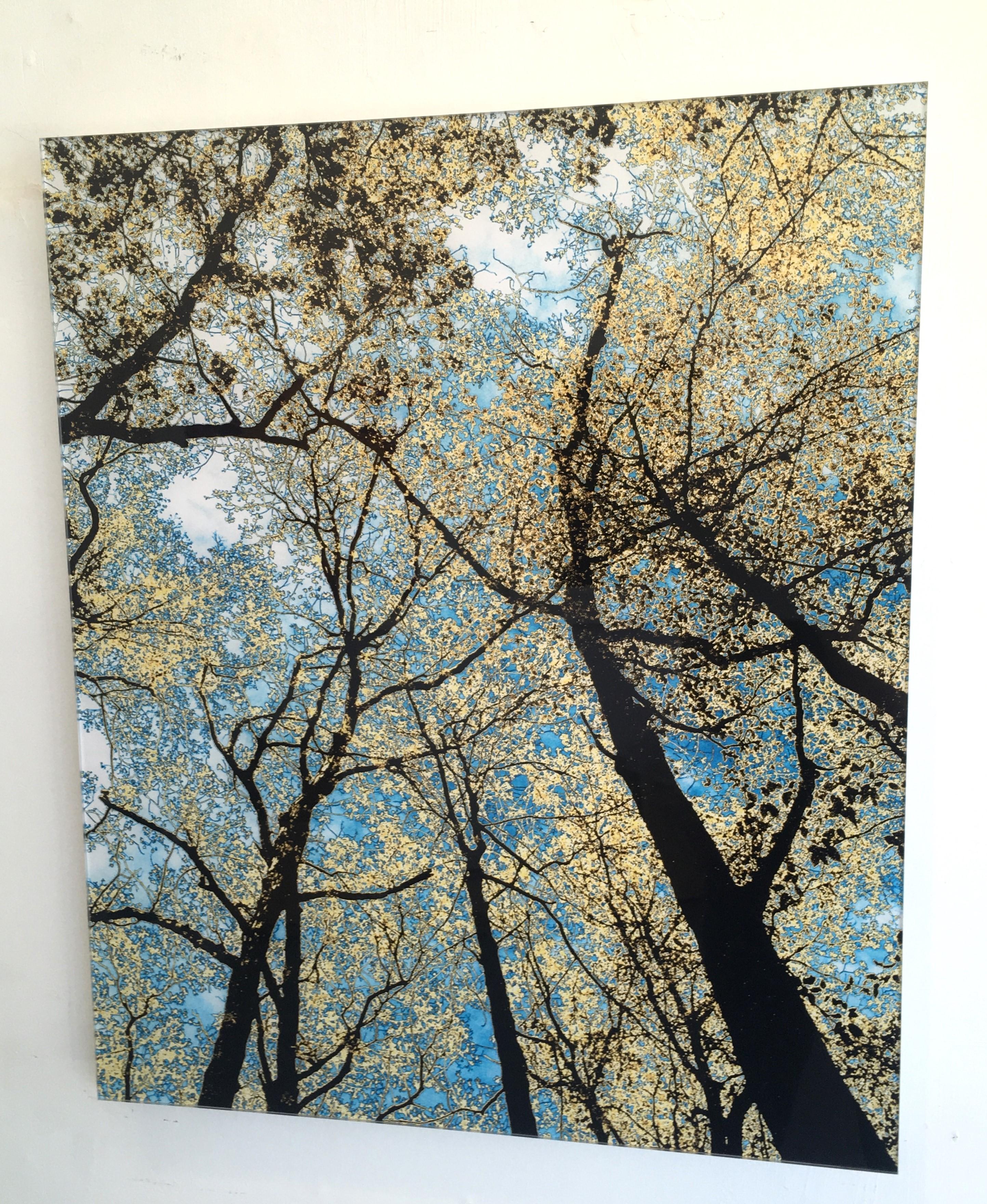 Nancy C. Woodward Landscape Photograph - Gathering, Limited Edition Photograph, Plexifacemount, Trees, Blue, Green