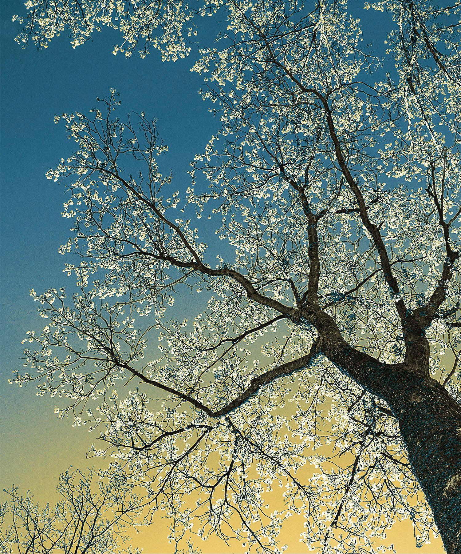 Kates Dream, Fotografia in edizione limitata, Plexifacemount, Alberi, Blu, Verde - Photograph di Nancy C. Woodward