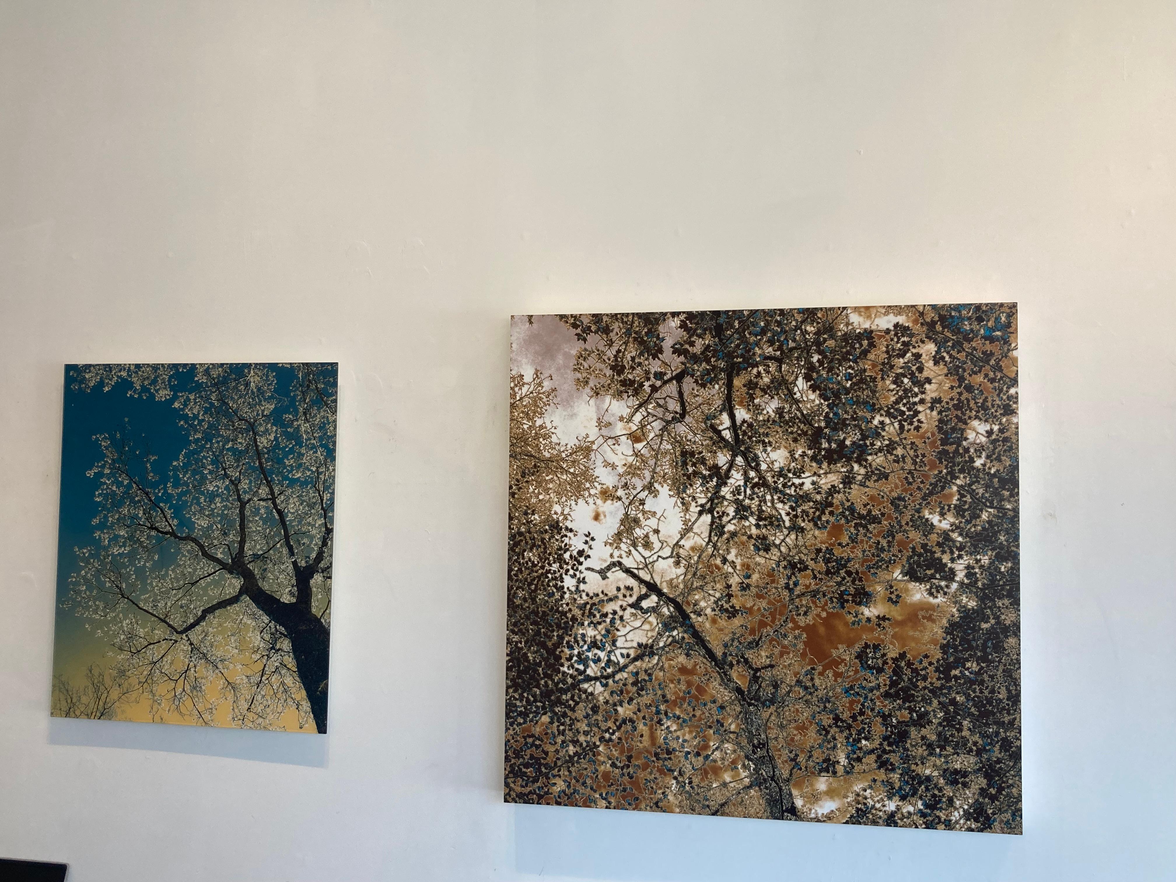 Kates Dream, Fotografia in edizione limitata, Plexifacemount, Alberi, Blu, Verde - Photograph Contemporaneo di Nancy C. Woodward