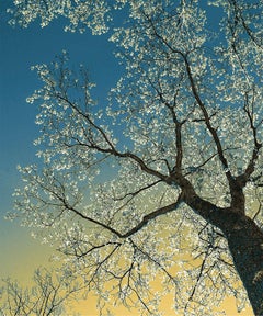 Kates Dream, Limited Edition Photograph, Plexifacemount, Trees, Blue, Green