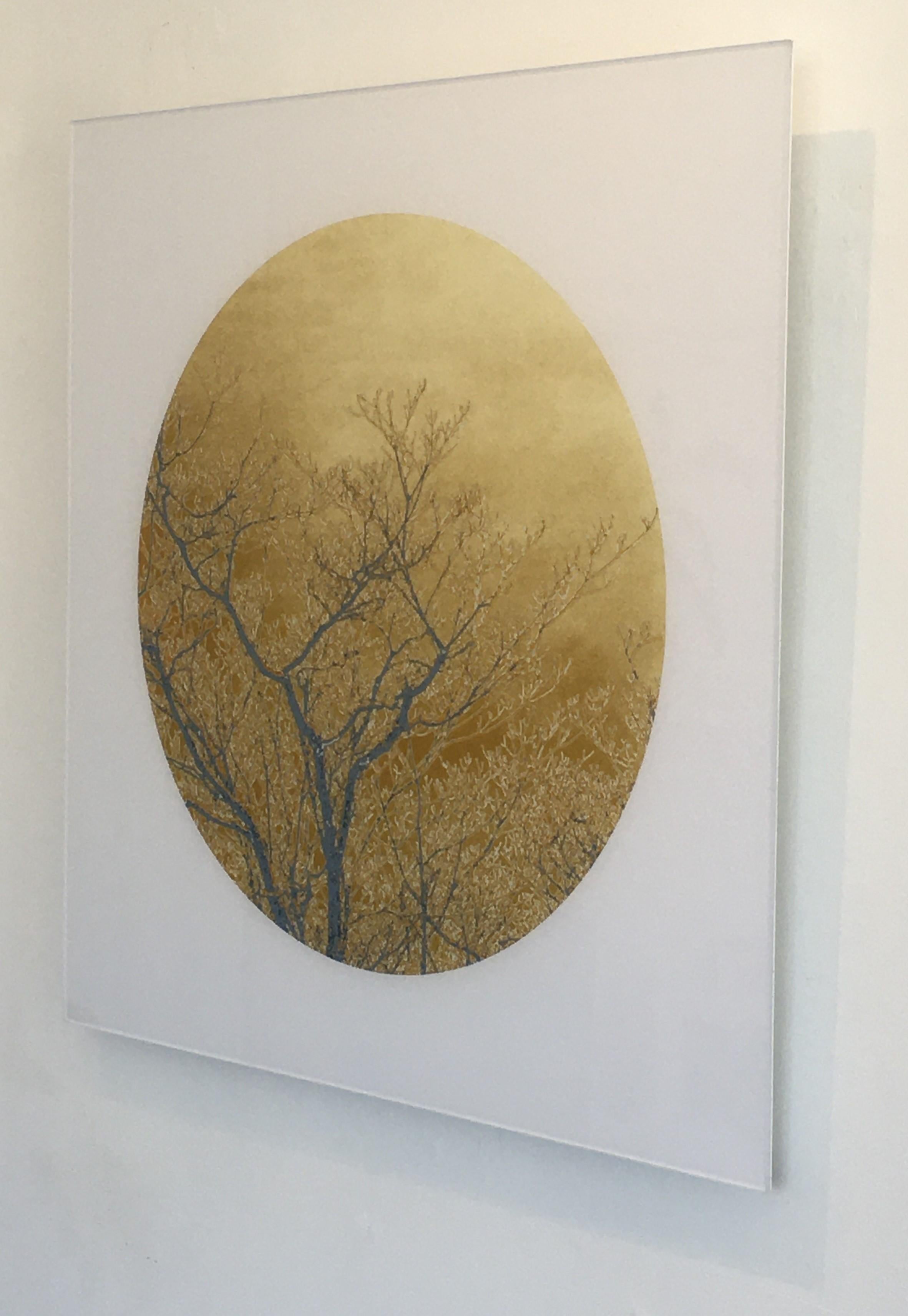 Remembering Gold, Limited Edition Photograph, Plexifacemount, Trees, Gold, Frame For Sale 3