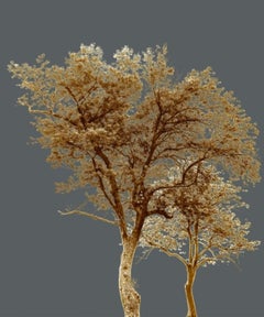 Sisters, Limited Edition Photograph, Trees, Framed, Color Photograph