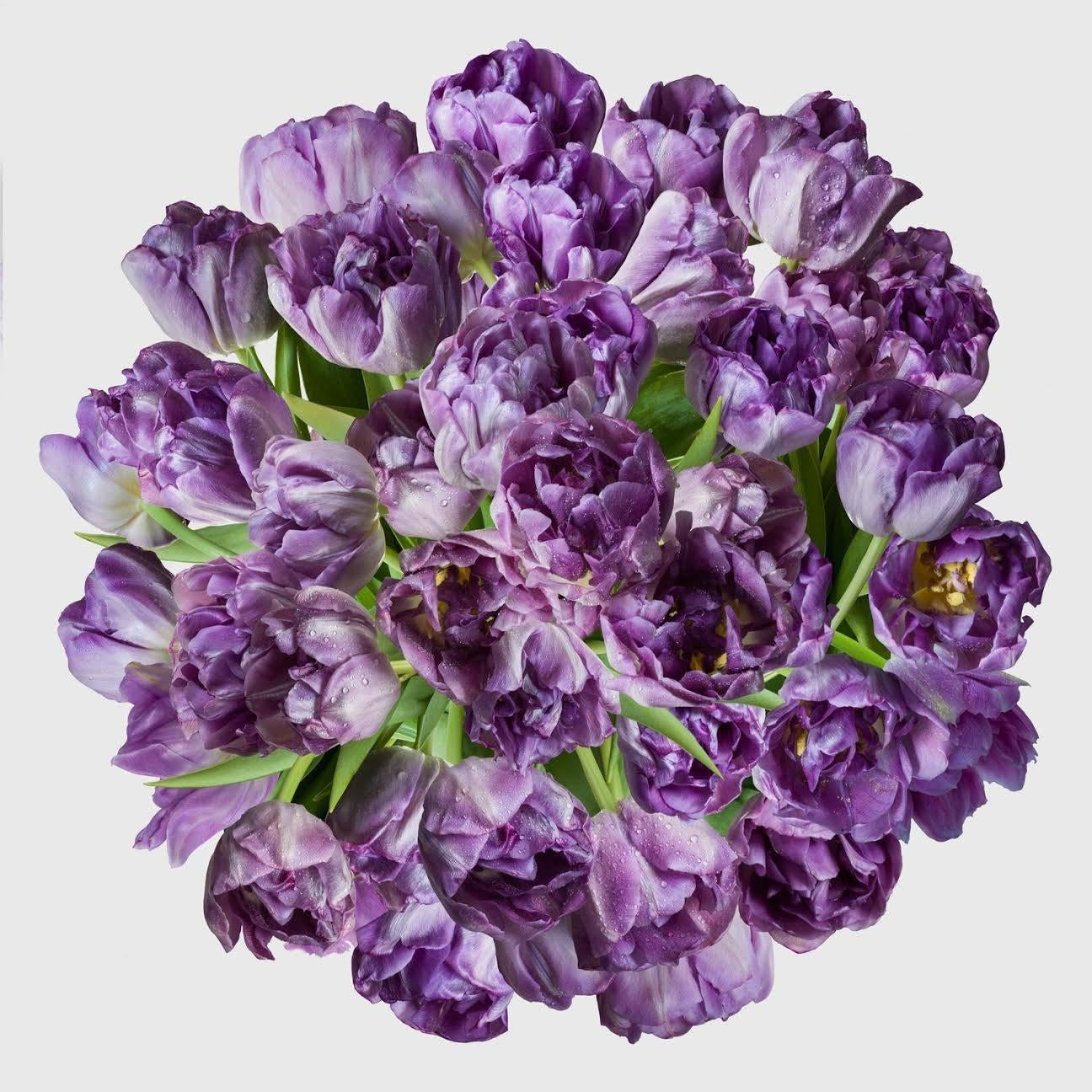 Nancy Richardson Color Photograph - April Purple Tulips