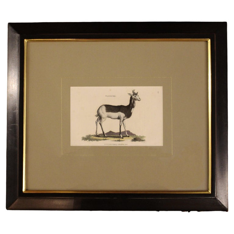 Nanguer Engraved Print from Shaw's "Systematic Natural History