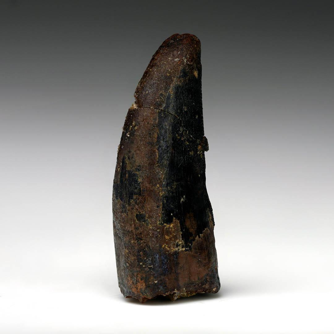 This striking fossil tooth belongs to Nanotyrannosaurus lancensis, a once-debated, now-distinct genus of tyrannosaurid from the Upper Cretaceous. Featuring sharp serrations, rich dark enamel, and excellent preservation, this specimen exemplifies the