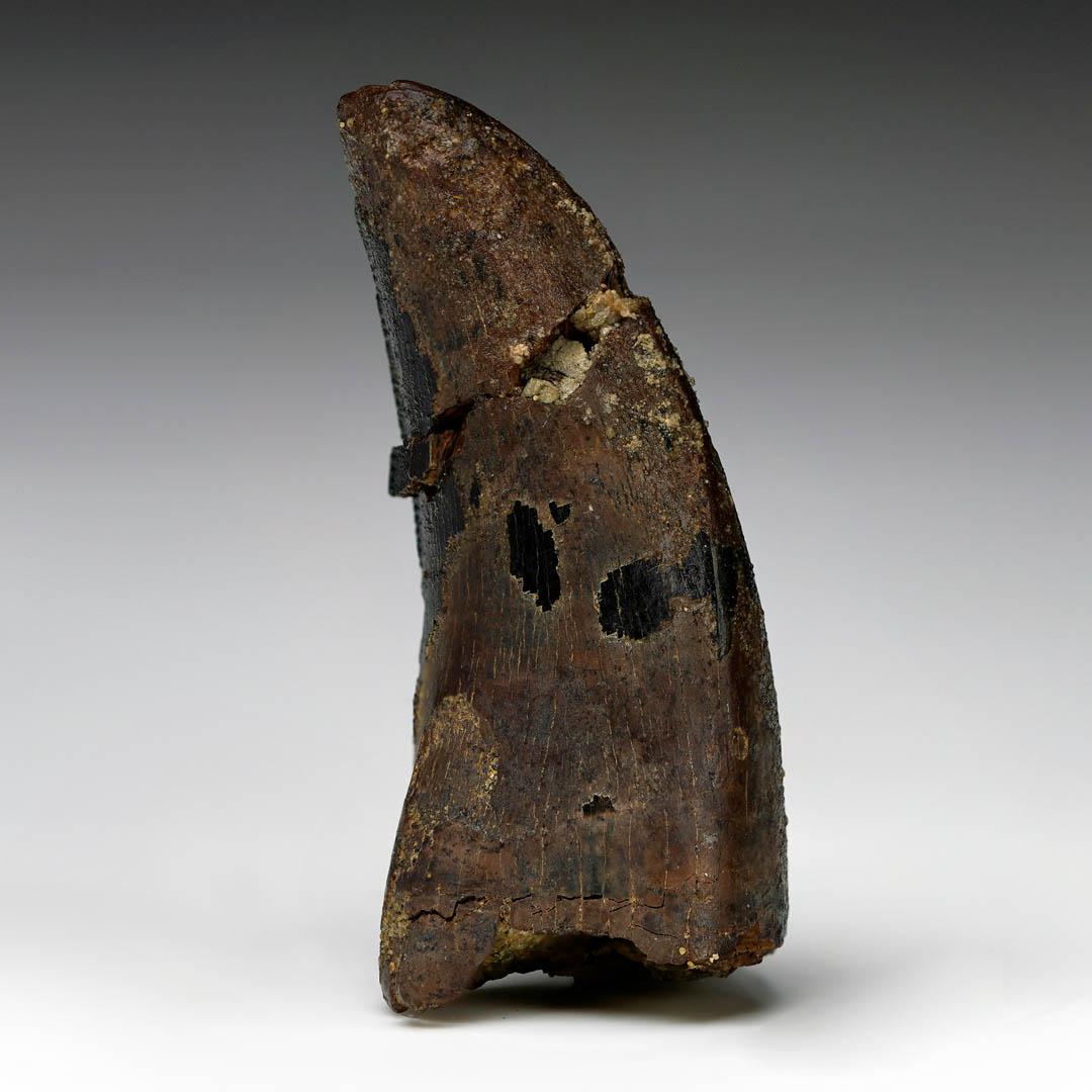 American Nanotyrannosaurus Lancensis Tooth For Sale