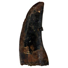 Nanotyrannosaurus Lancensis Tooth