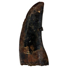 Nanotyrannosaurus Lancensis Tooth