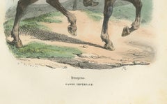 Napoléon Ier Dragoon de la Garde impériale à cheval, estampe militaire, 1843