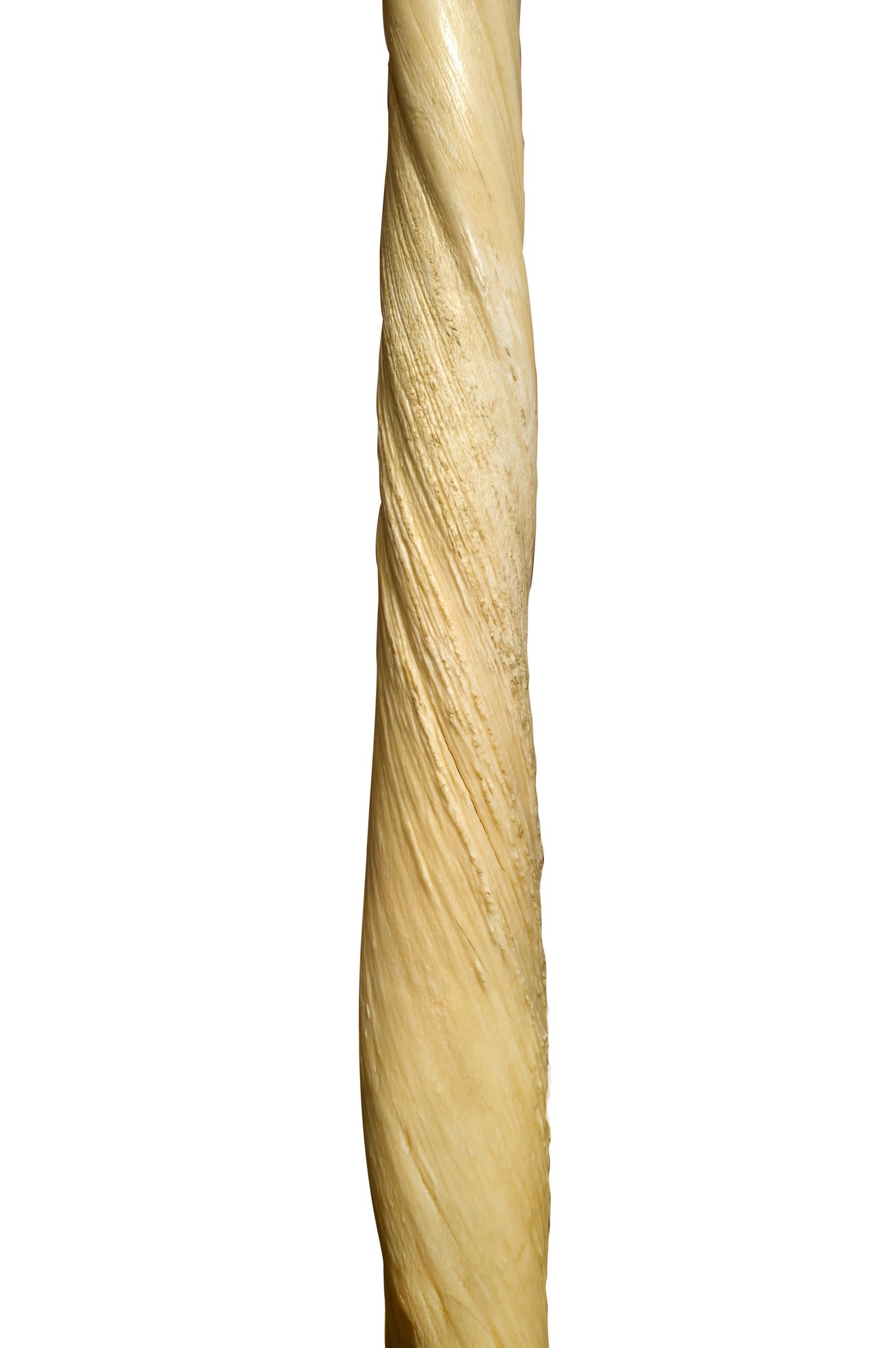20th Century Narwhal Tusk For Sale