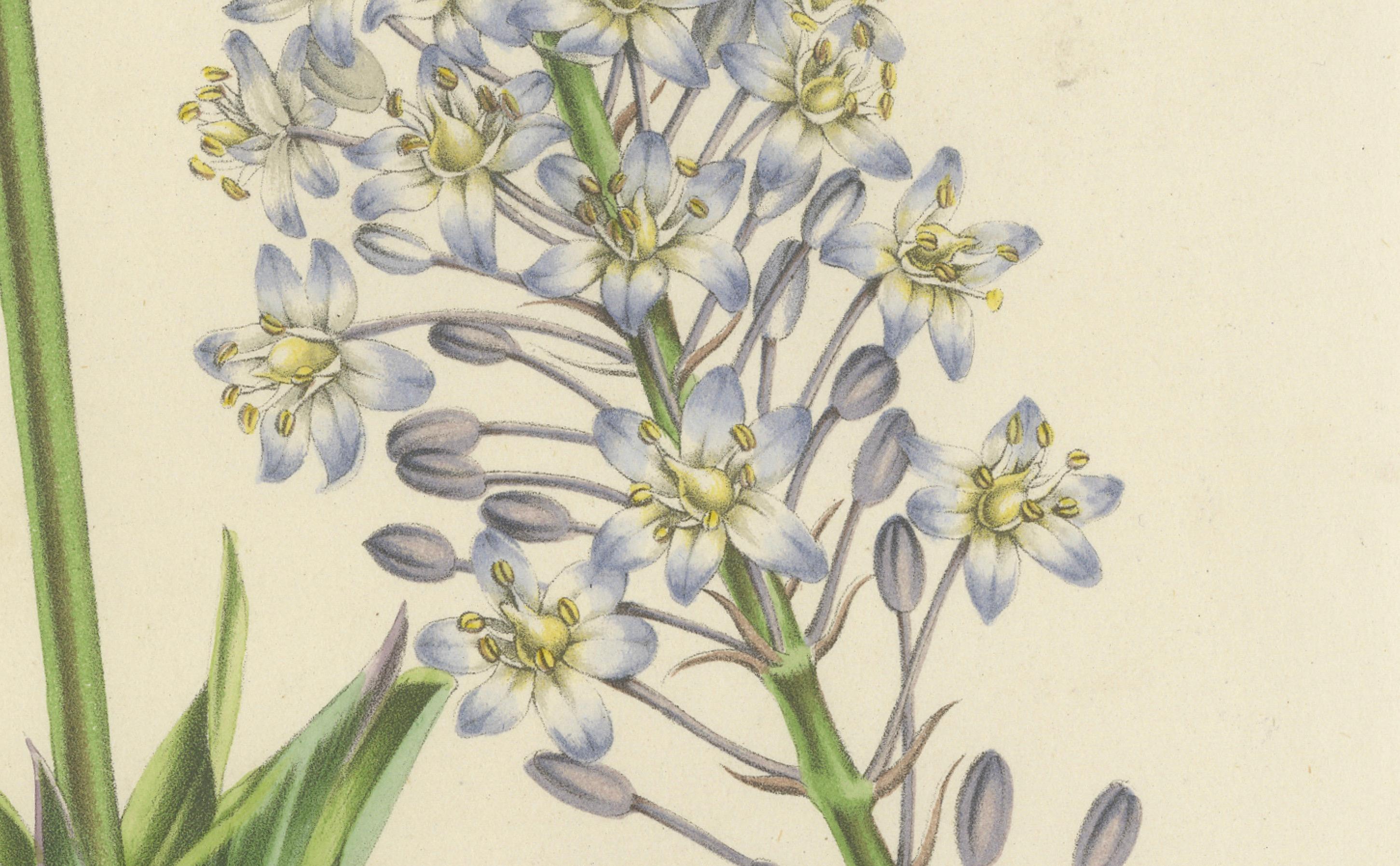 Natal Squill Botanical Illustration by Louis van Houtte, 19th Century

This botanical illustration features Scilla natalensis, commonly known as Natal Squill, a bulbous plant known for its striking inflorescence. The artwork, measuring approximately