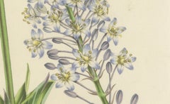 Natal Squill Botanical Illustration by Louis van Houtte, 19th Century