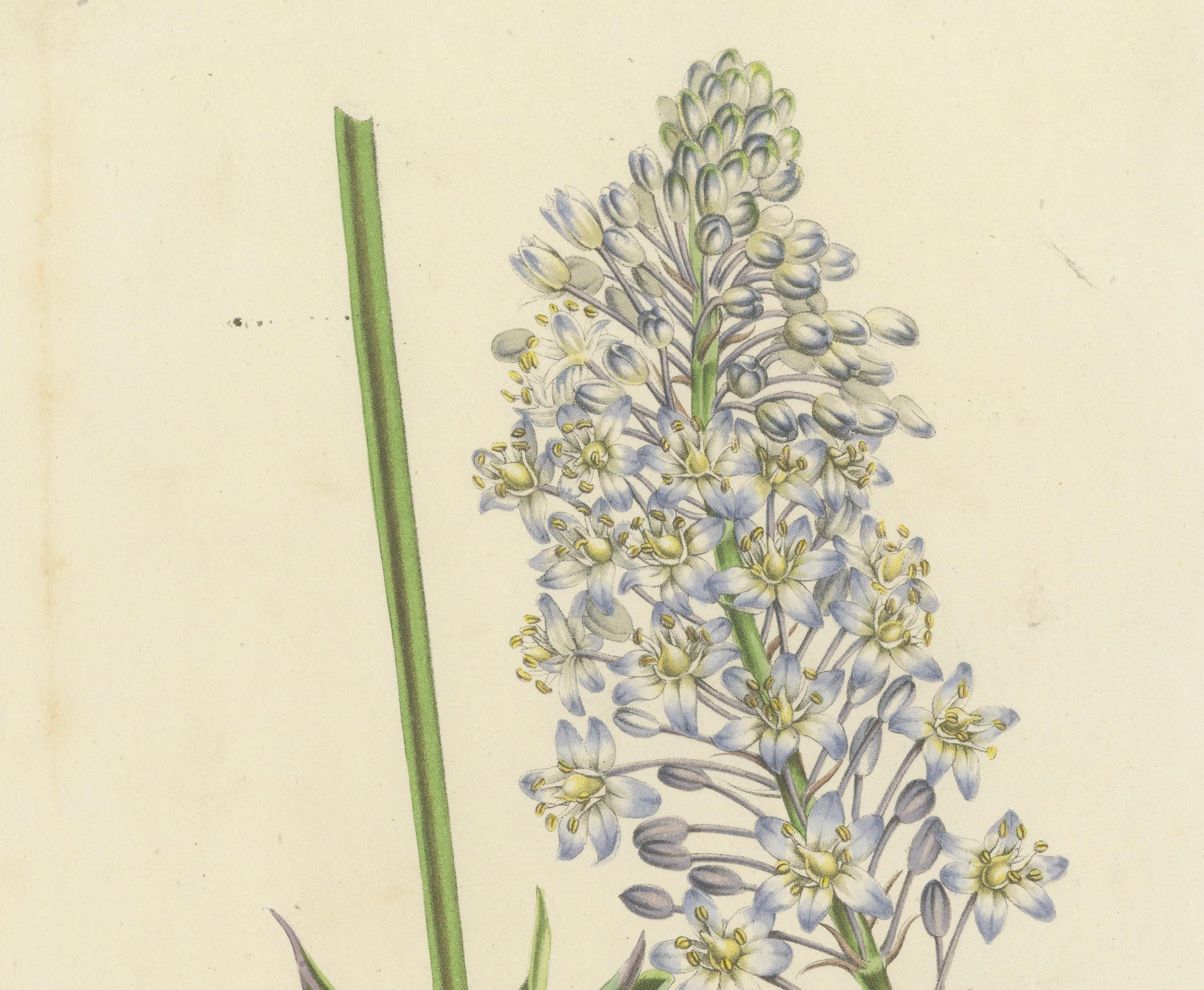 Mid-19th Century Natal Squill Botanical Illustration by Louis van Houtte, 19th Century For Sale