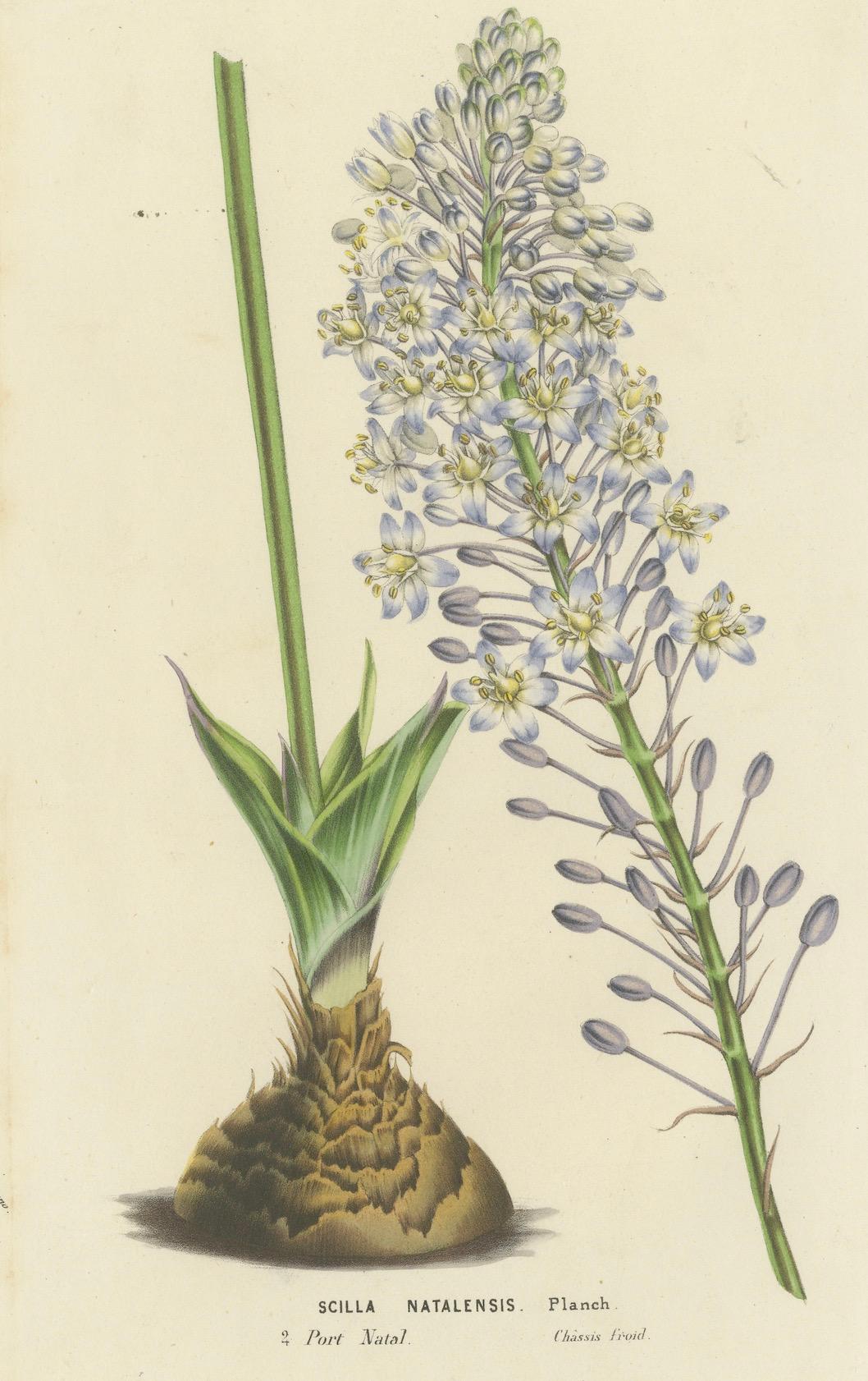 Paper Natal Squill Botanical Illustration by Louis van Houtte, 19th Century For Sale