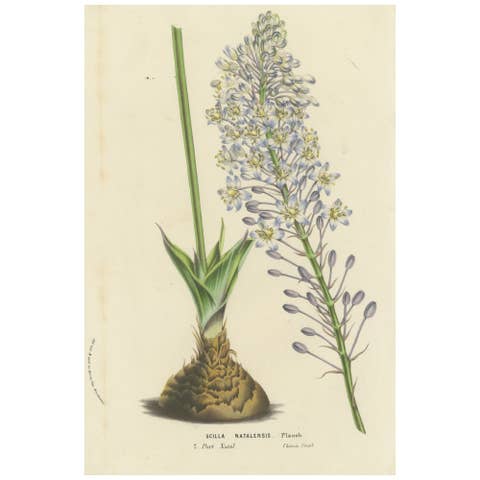 Natal Squill Botanical Illustration by Louis van Houtte, 19th Century