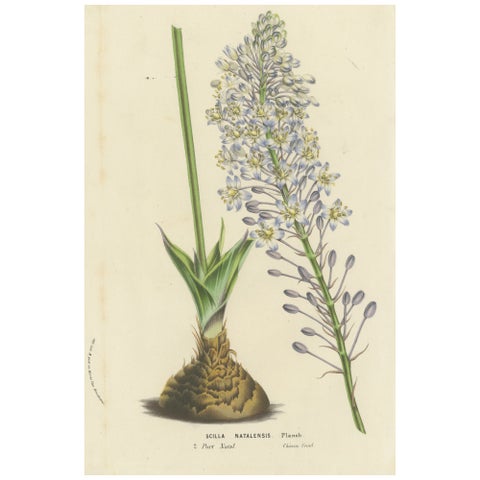 Natal Squill Botanical Illustration by Louis van Houtte, 19th Century