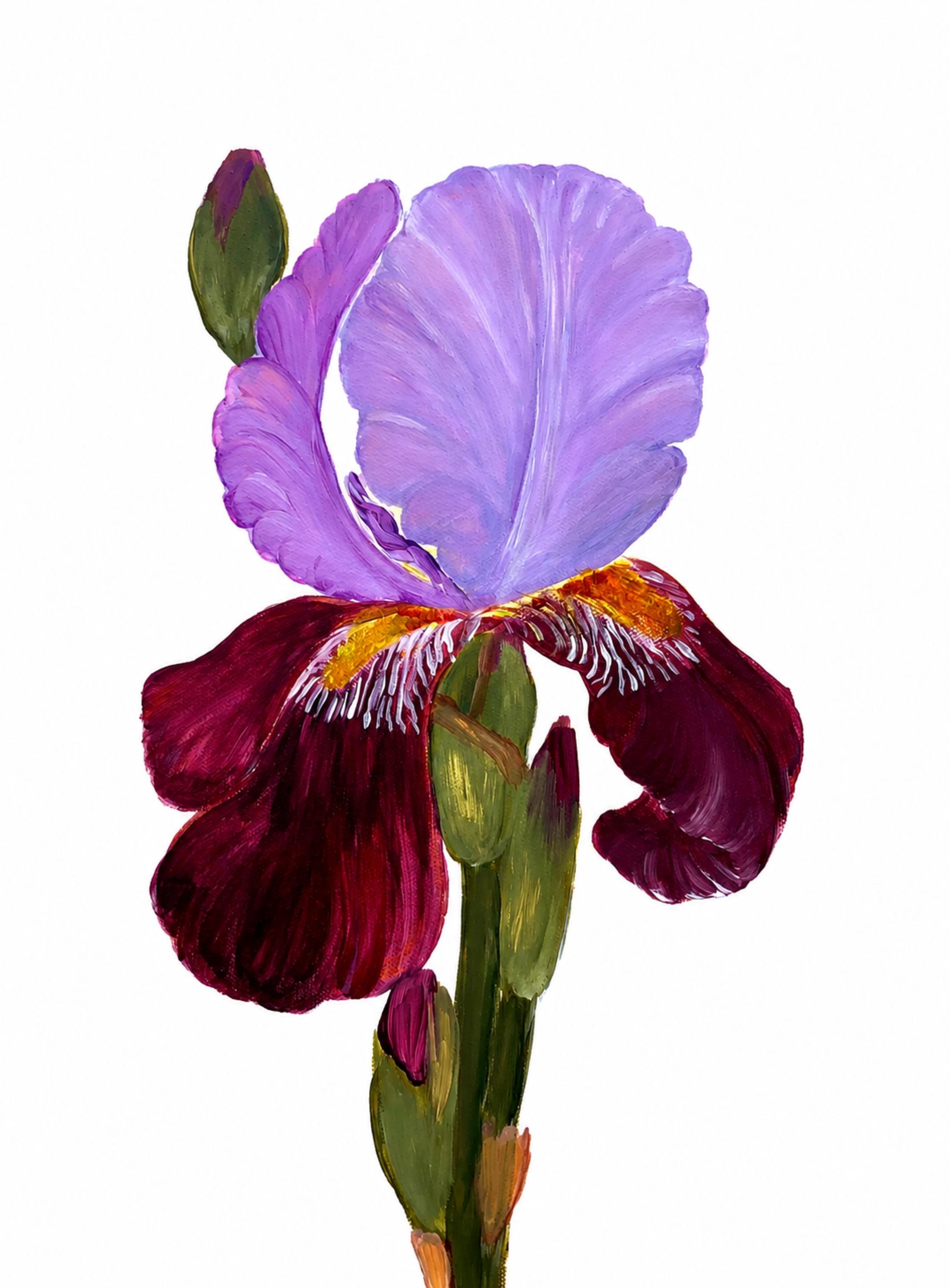 Spring in Paris series - Fleur d'Iris, iris flower, garden, botanical painting