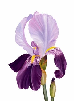 Série « Le printemps à Paris » - Fleur d'Iris, fleur d'iris, jardin