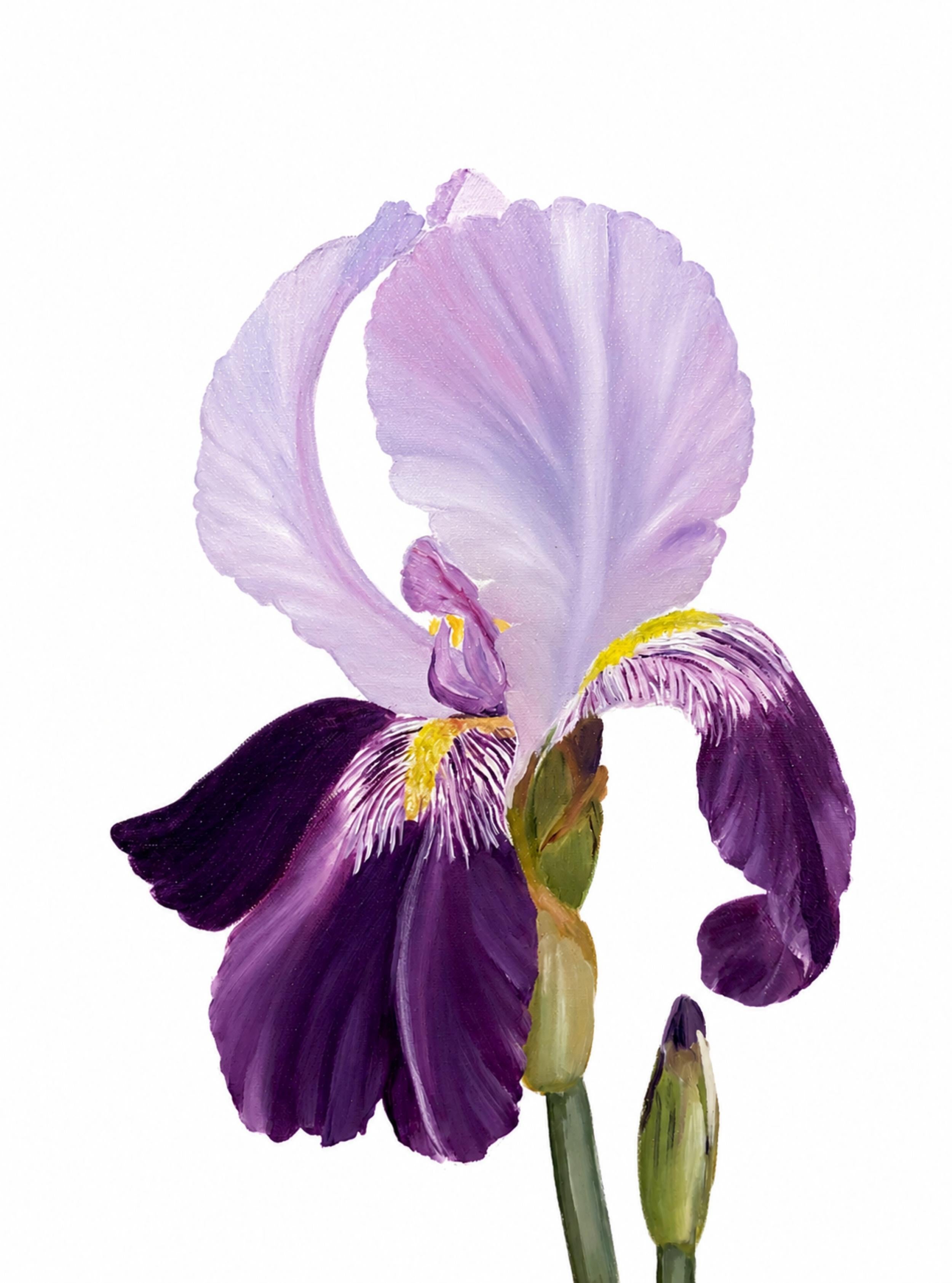 Spring in Paris series - Fleur d'Iris, iris flower, garden