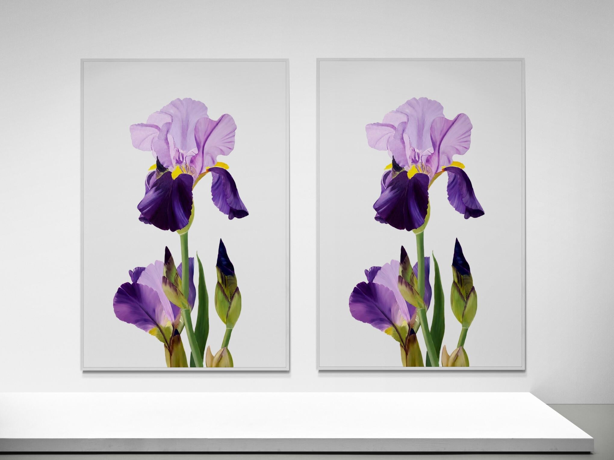 Spring in Paris series - Fleur d'Iris, iris flower, garden